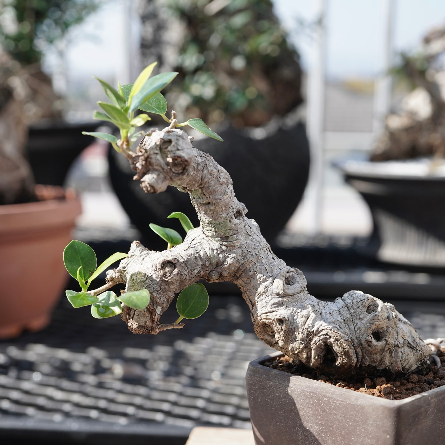 Ficus microcarpa（ガジュマル）No.1