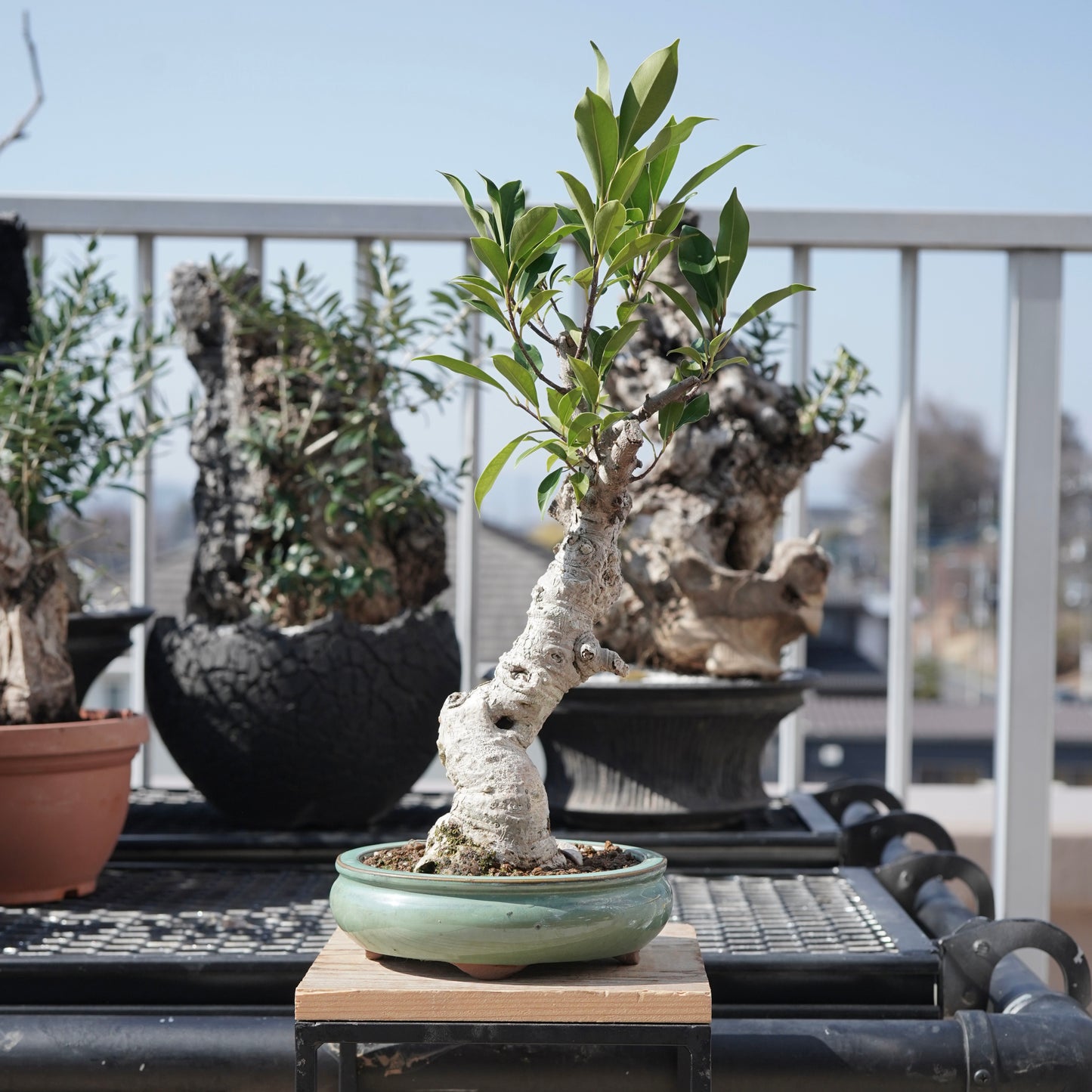 Ficus microcarpa（ガジュマル）No.2