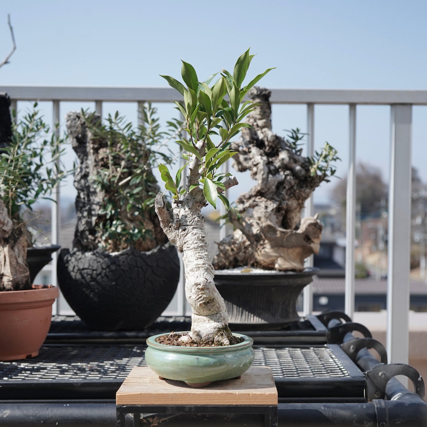 Ficus microcarpa（ガジュマル）No.2