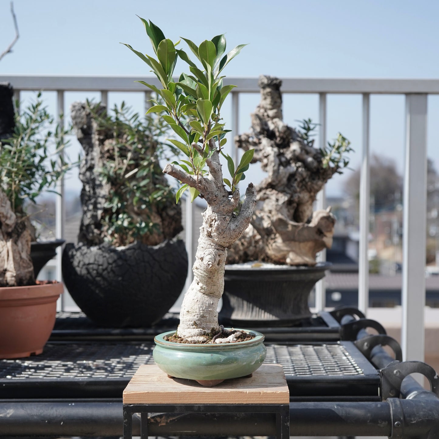Ficus microcarpa（ガジュマル）No.2