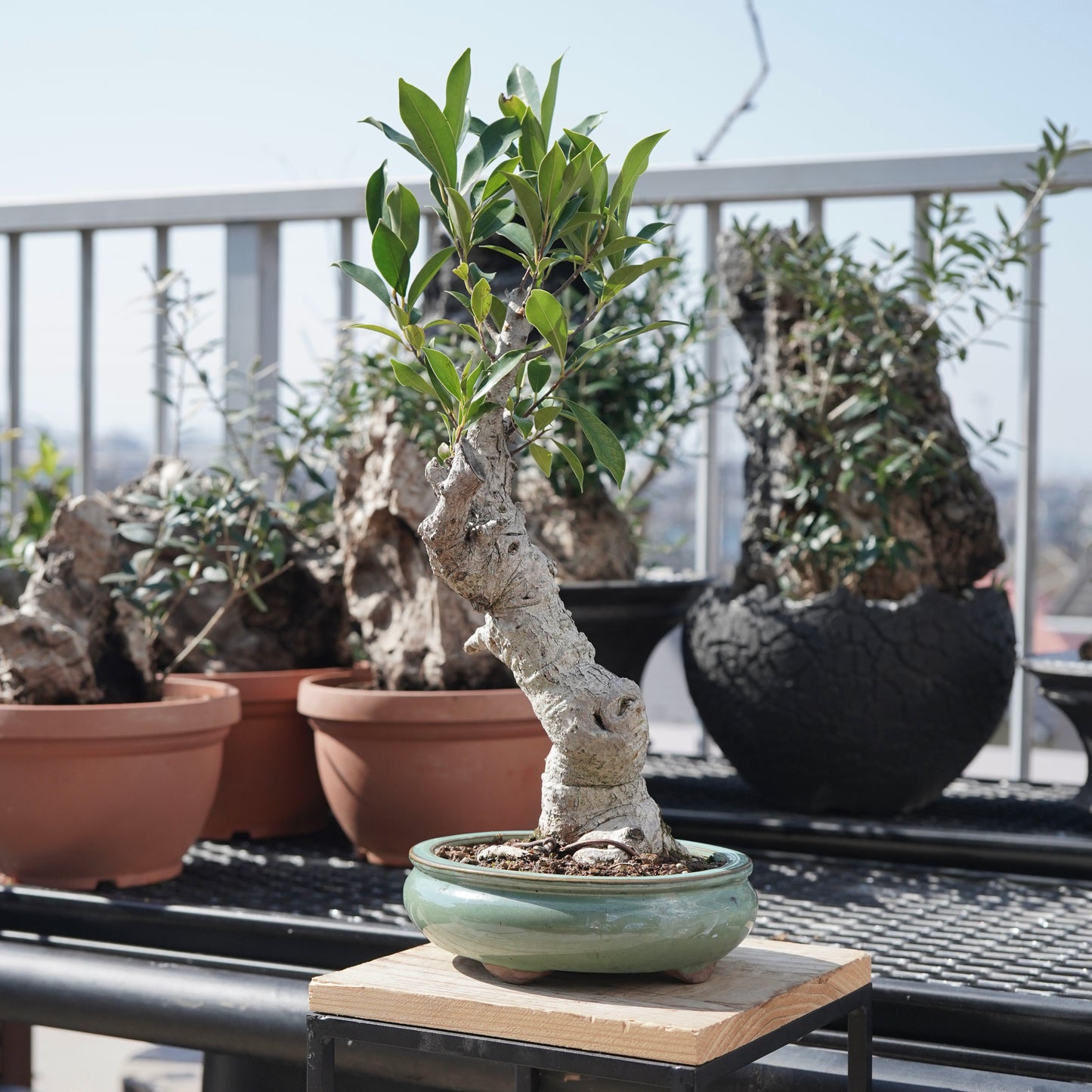 Ficus microcarpa（ガジュマル）No.2