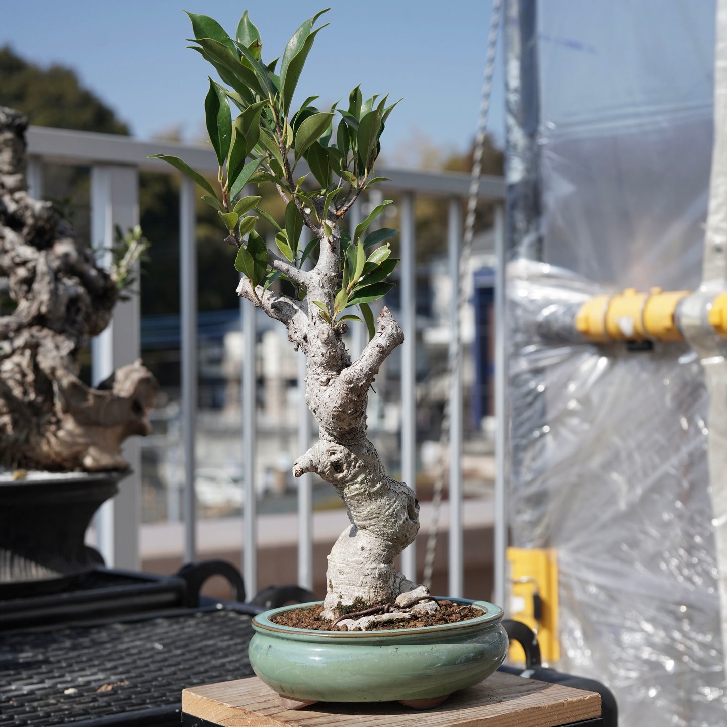 Ficus microcarpa（ガジュマル）No.2