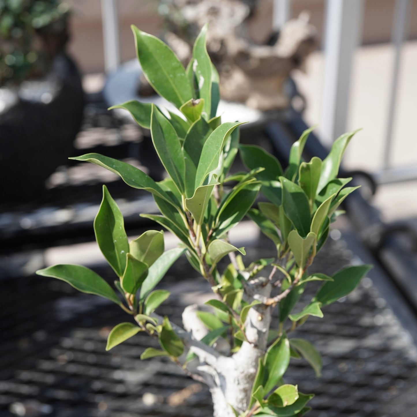 Ficus microcarpa（ガジュマル）No.2