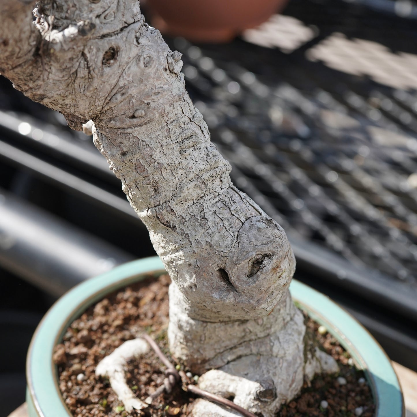 Ficus microcarpa（ガジュマル）No.2