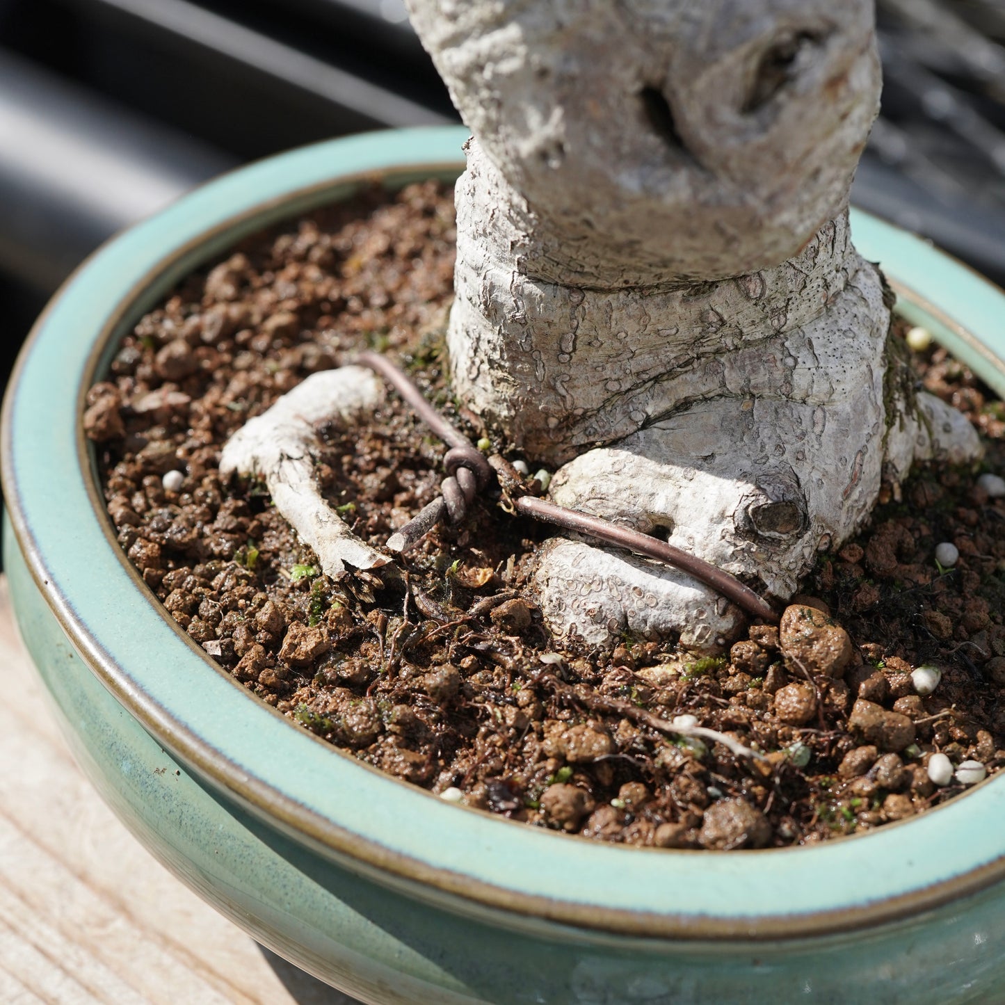 Ficus microcarpa（ガジュマル）No.2