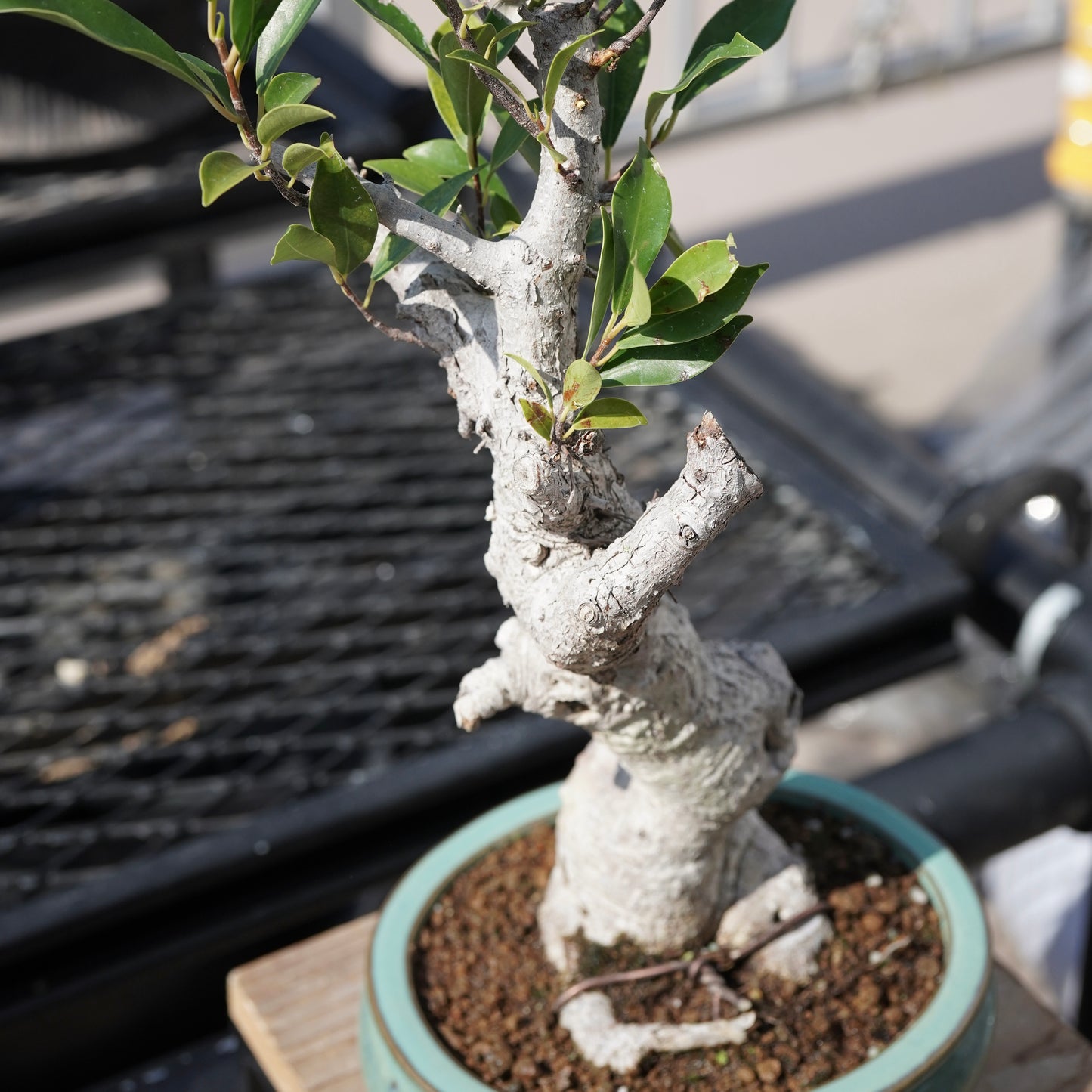 Ficus microcarpa（ガジュマル）No.2