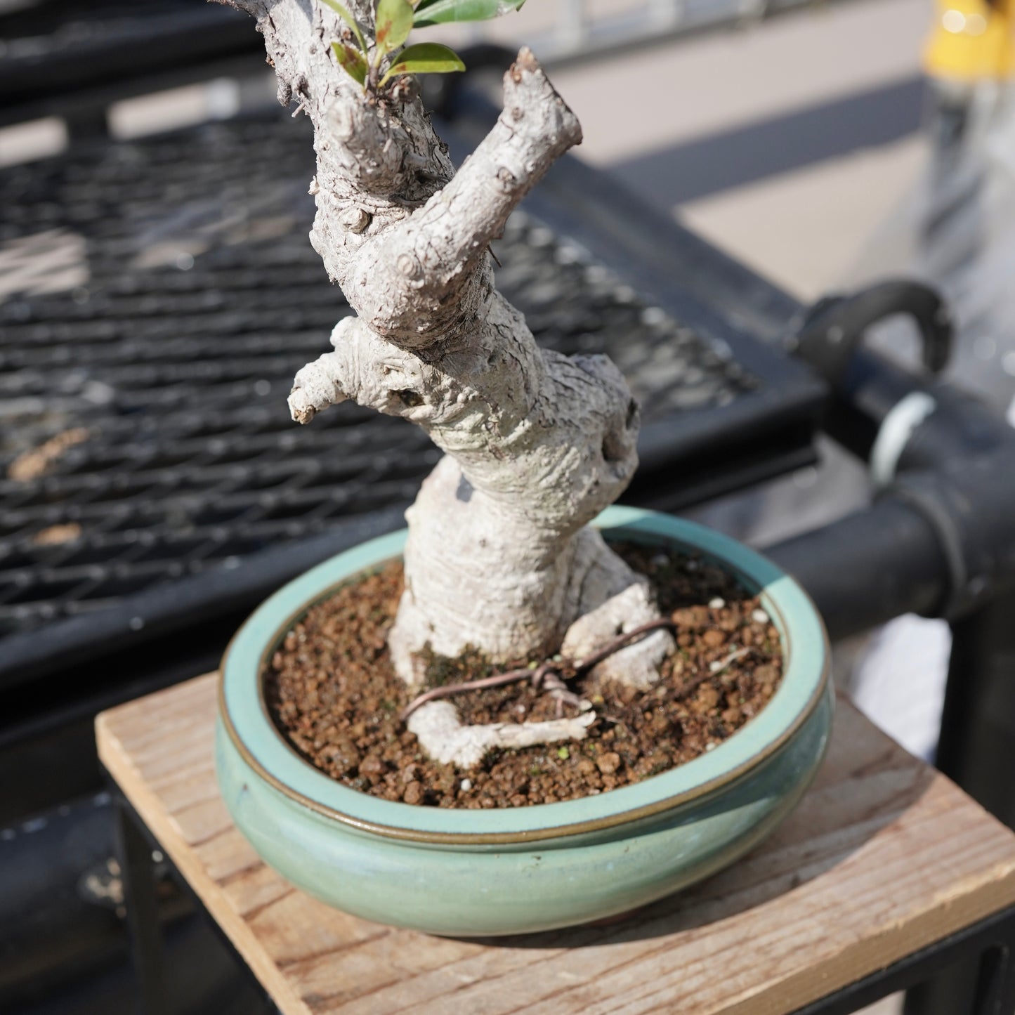 Ficus microcarpa（ガジュマル）No.2