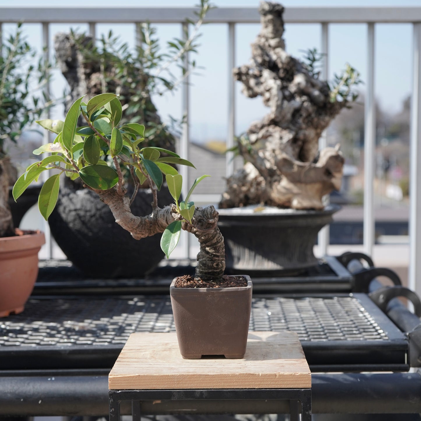 Ficus microcarpa（ガジュマル）No.3