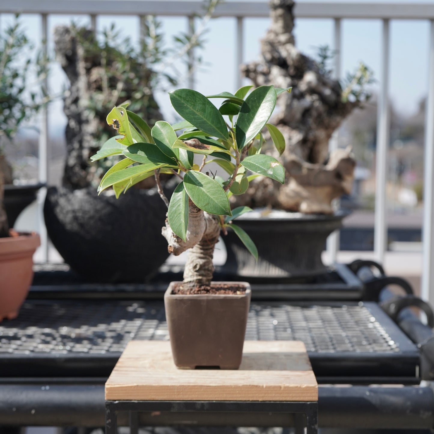 Ficus microcarpa（ガジュマル）No.3