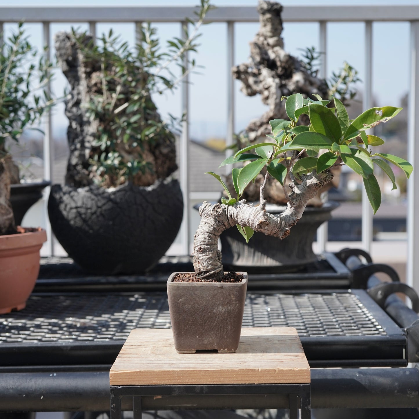 Ficus microcarpa（ガジュマル）No.3