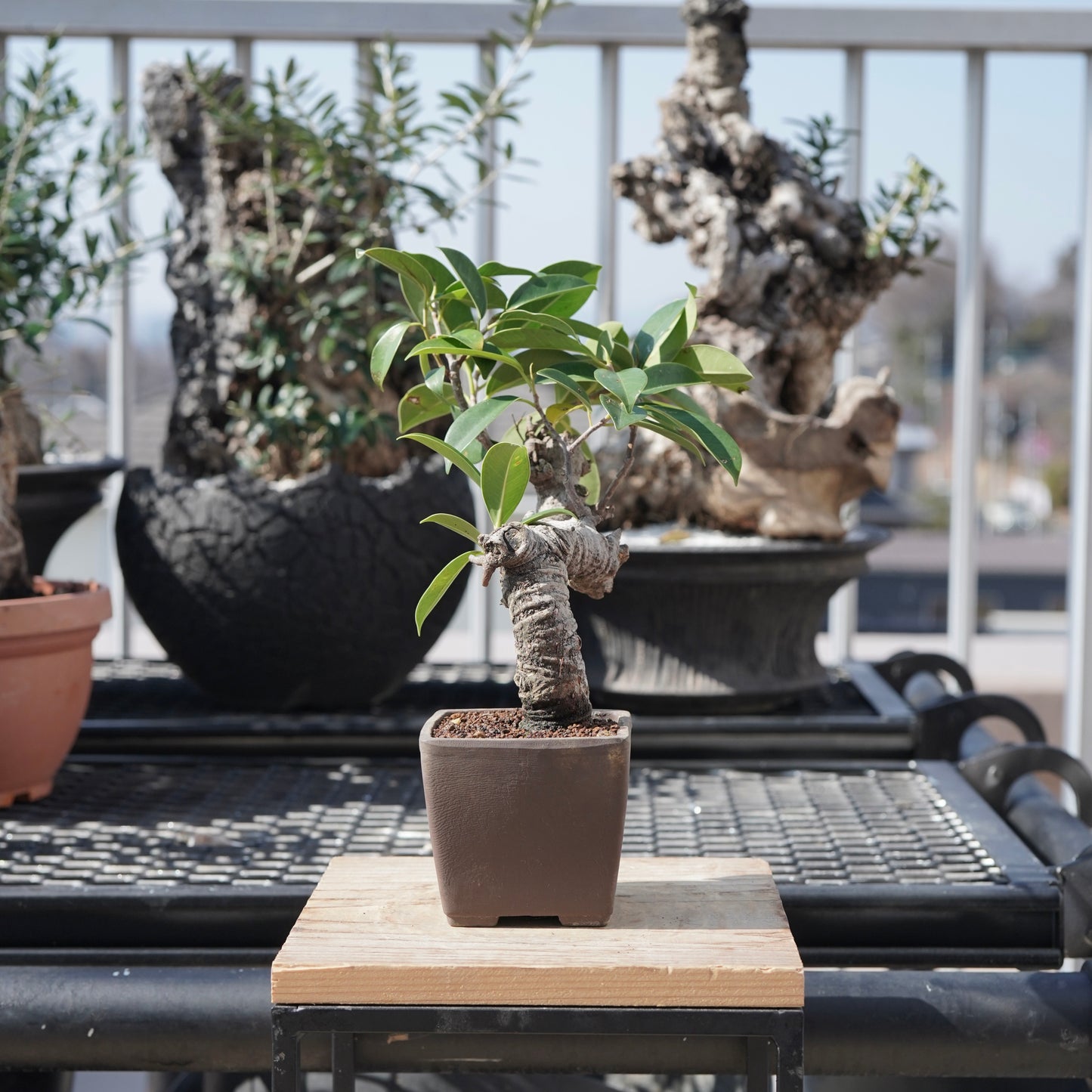 Ficus microcarpa（ガジュマル）No.3