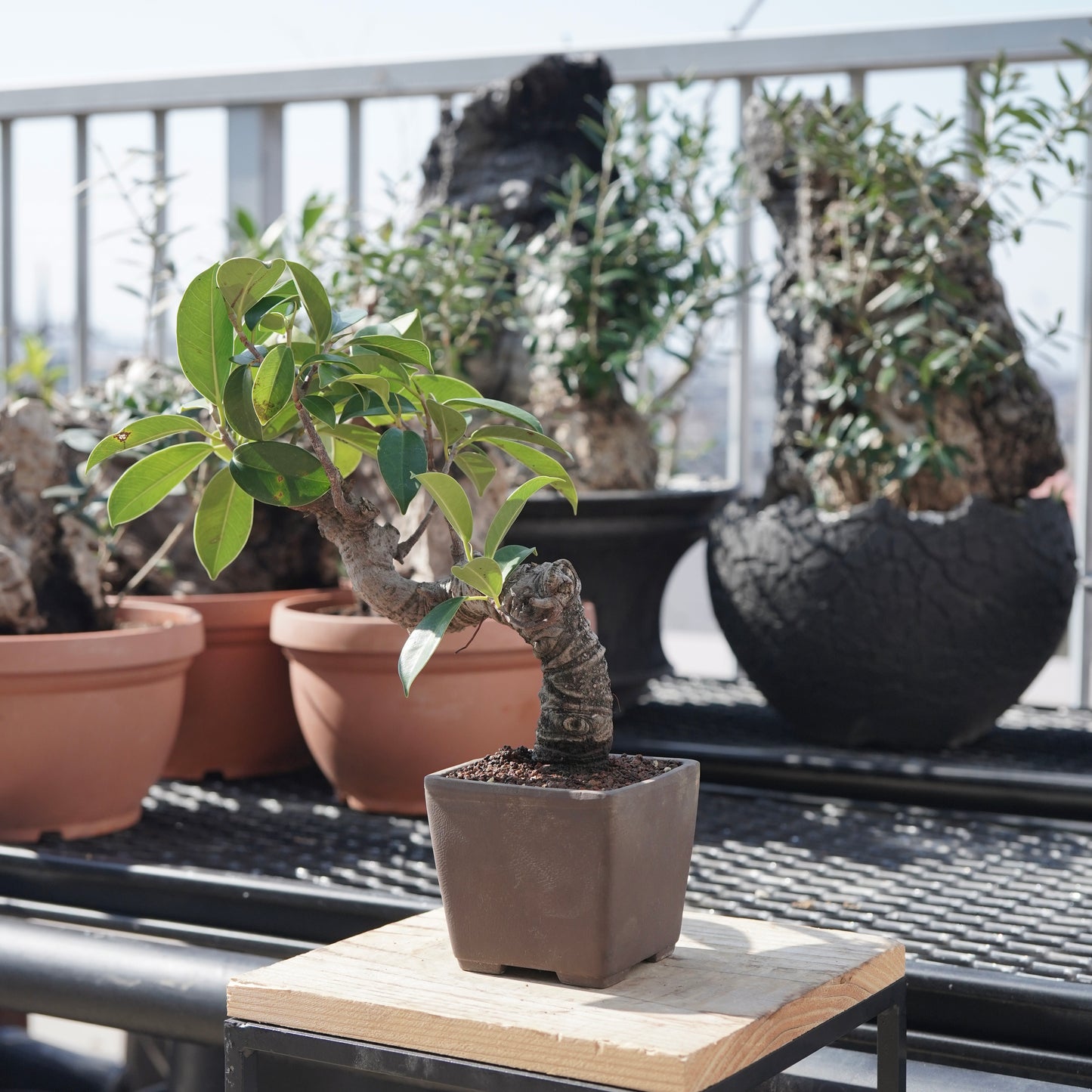 Ficus microcarpa（ガジュマル）No.3