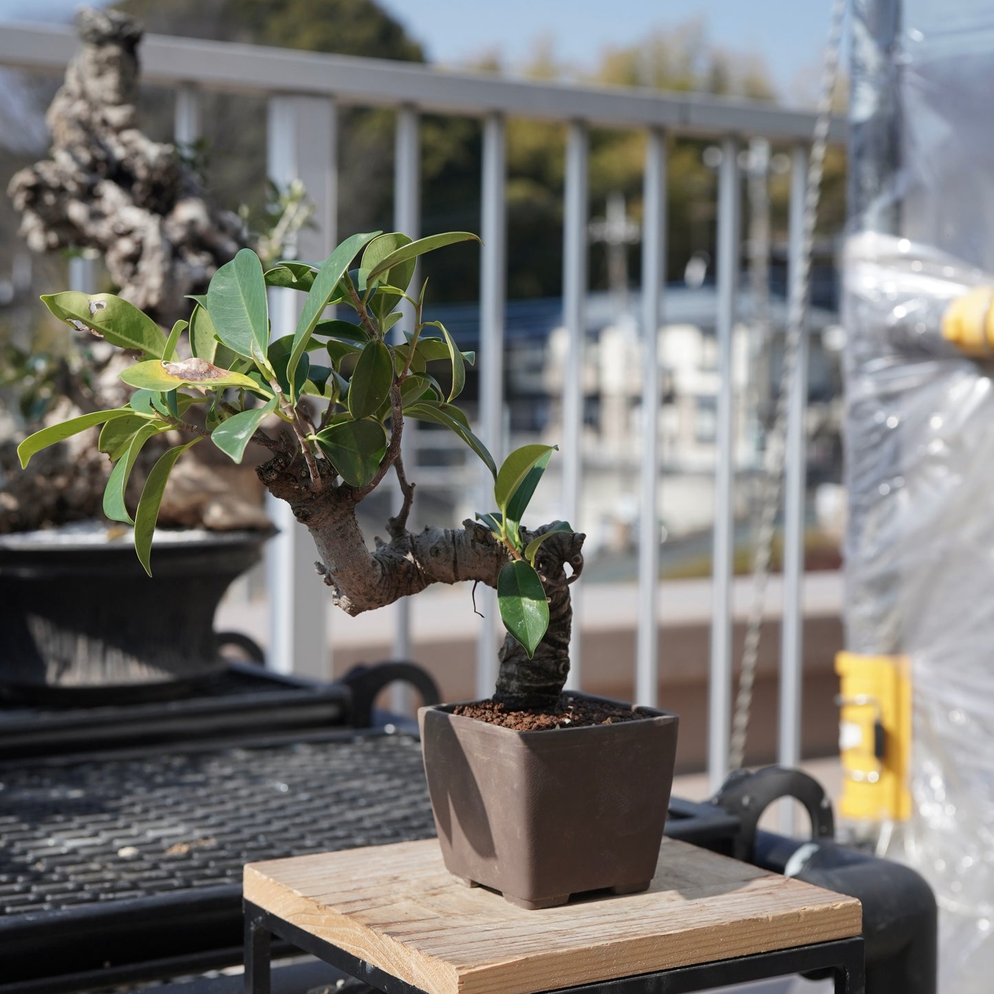 Ficus microcarpa（ガジュマル）No.3