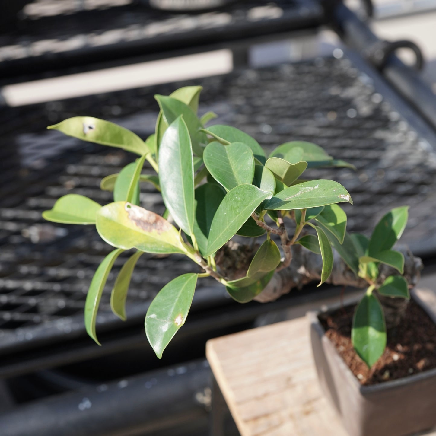 Ficus microcarpa（ガジュマル）No.3