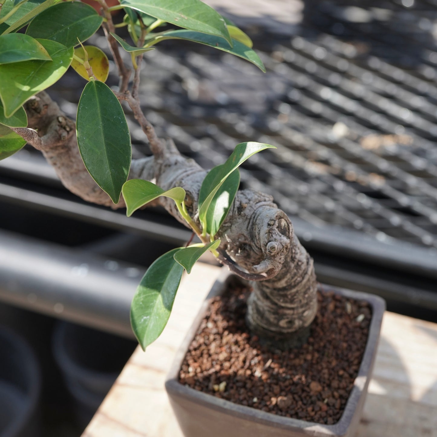 Ficus microcarpa（ガジュマル）No.3