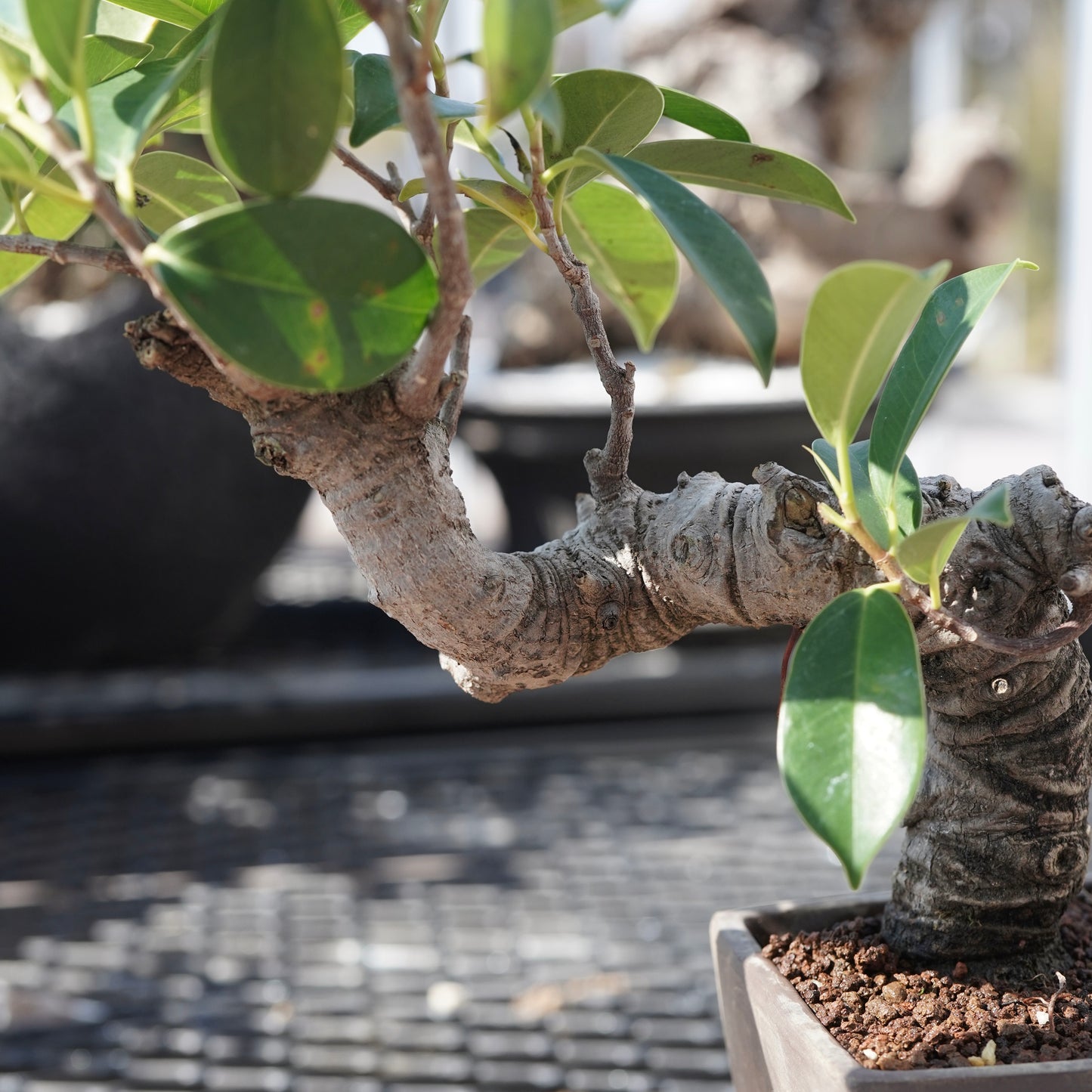 Ficus microcarpa（ガジュマル）No.3