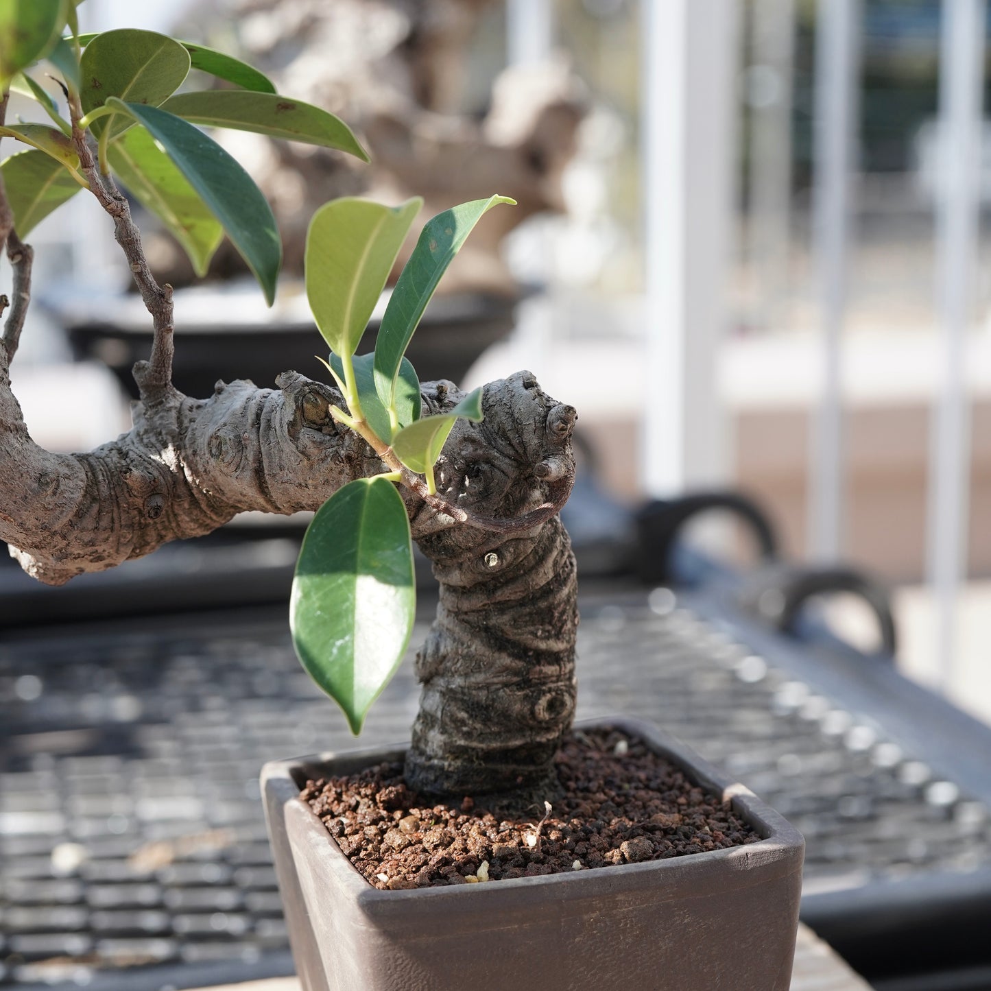 Ficus microcarpa（ガジュマル）No.3