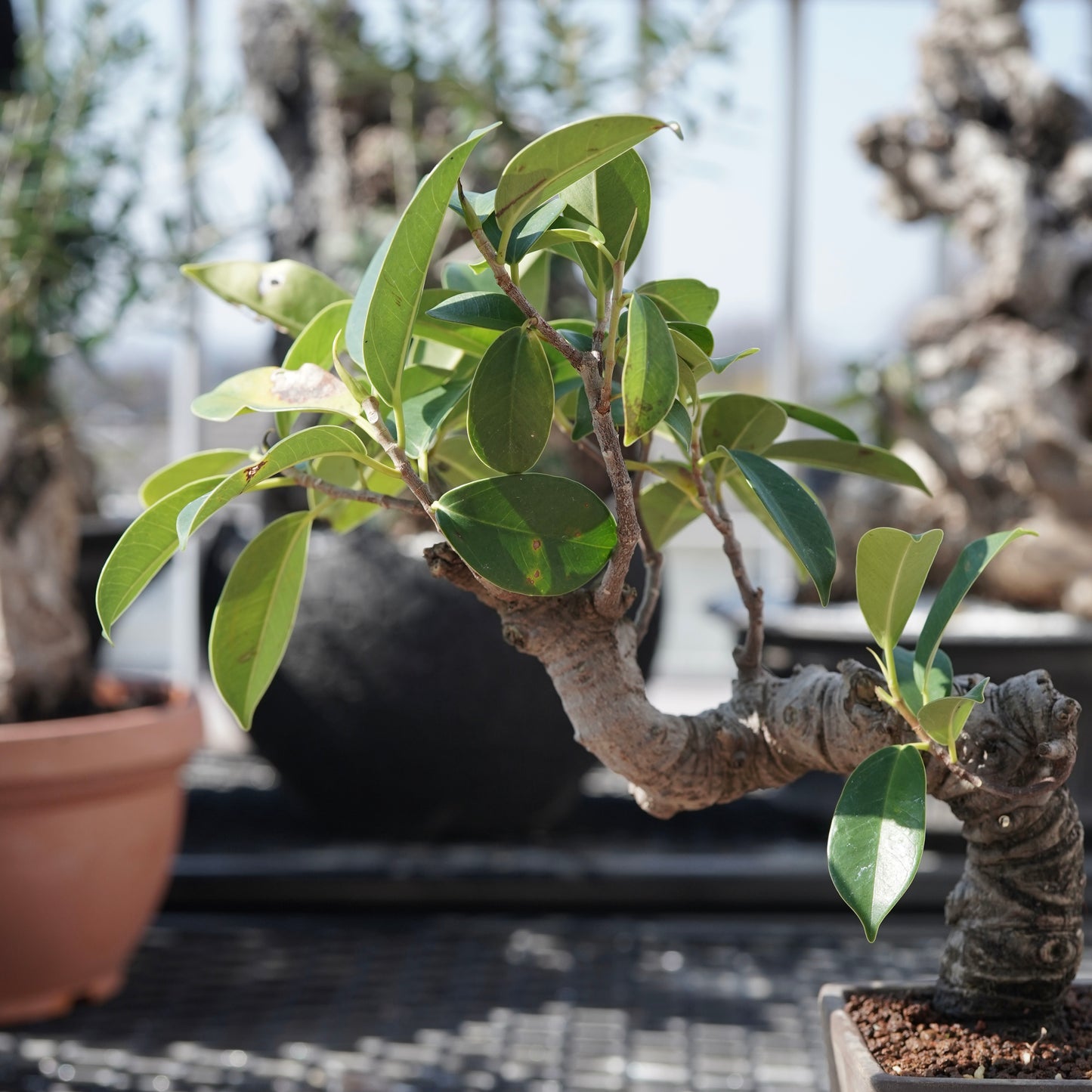 Ficus microcarpa（ガジュマル）No.3