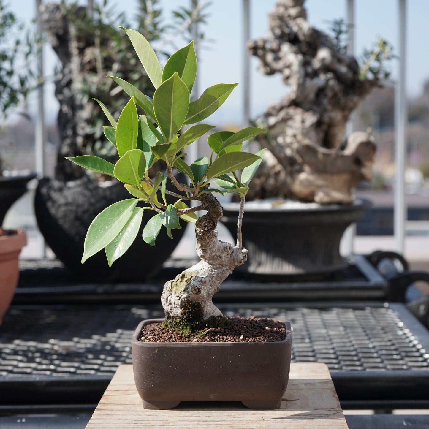 Ficus microcarpa（ガジュマル）No.4