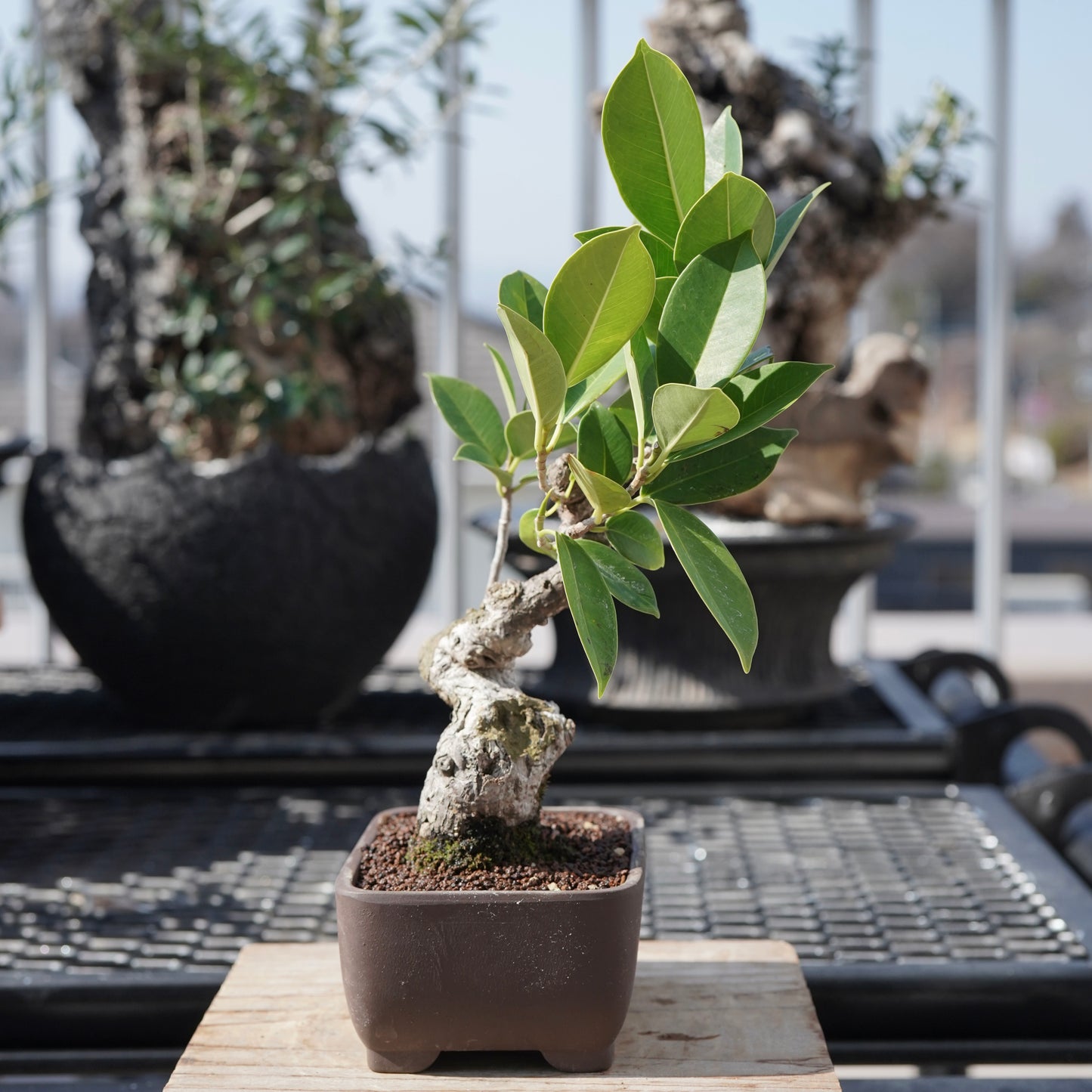 Ficus microcarpa（ガジュマル）No.4