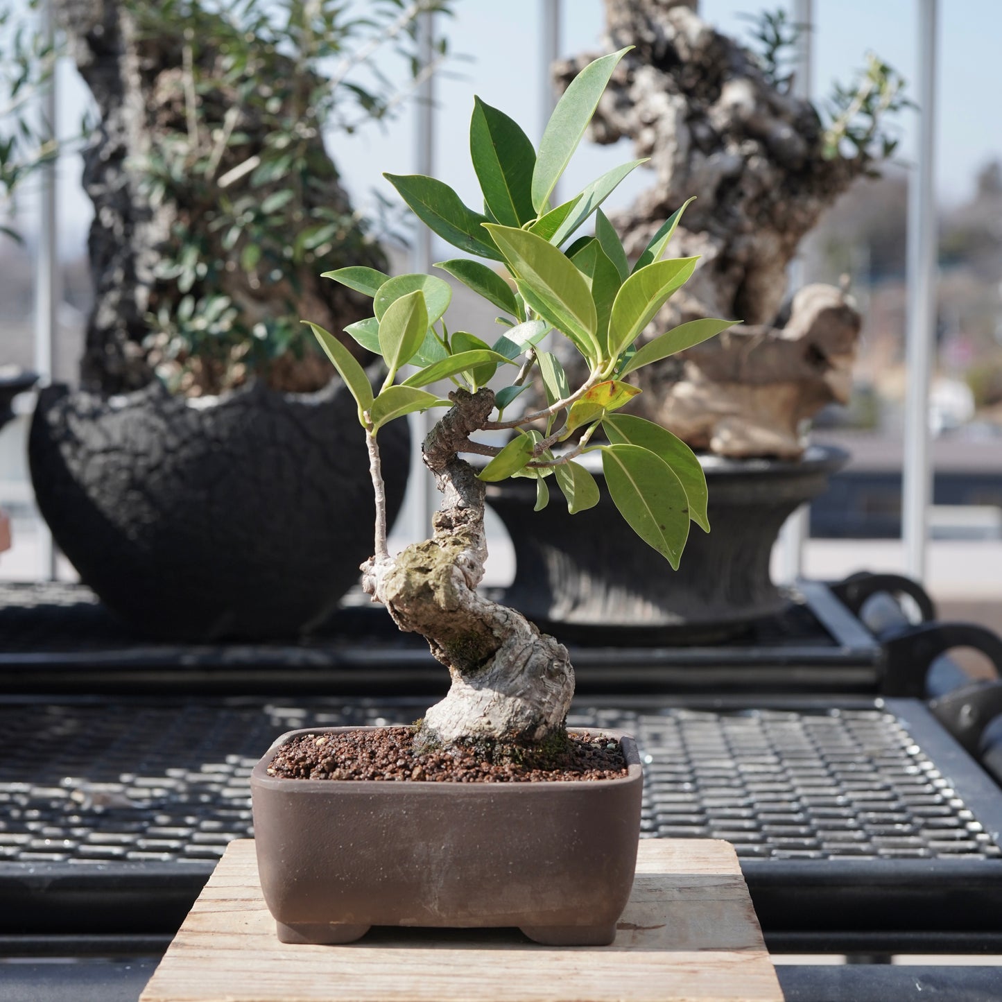 Ficus microcarpa（ガジュマル）No.4