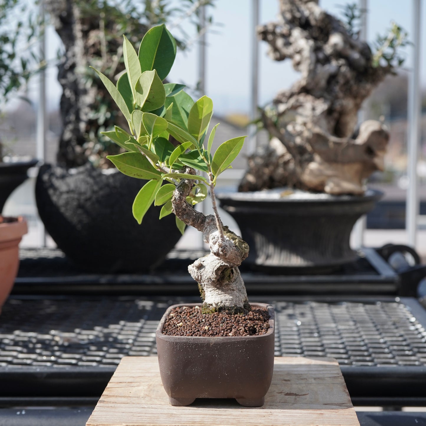 Ficus microcarpa（ガジュマル）No.4