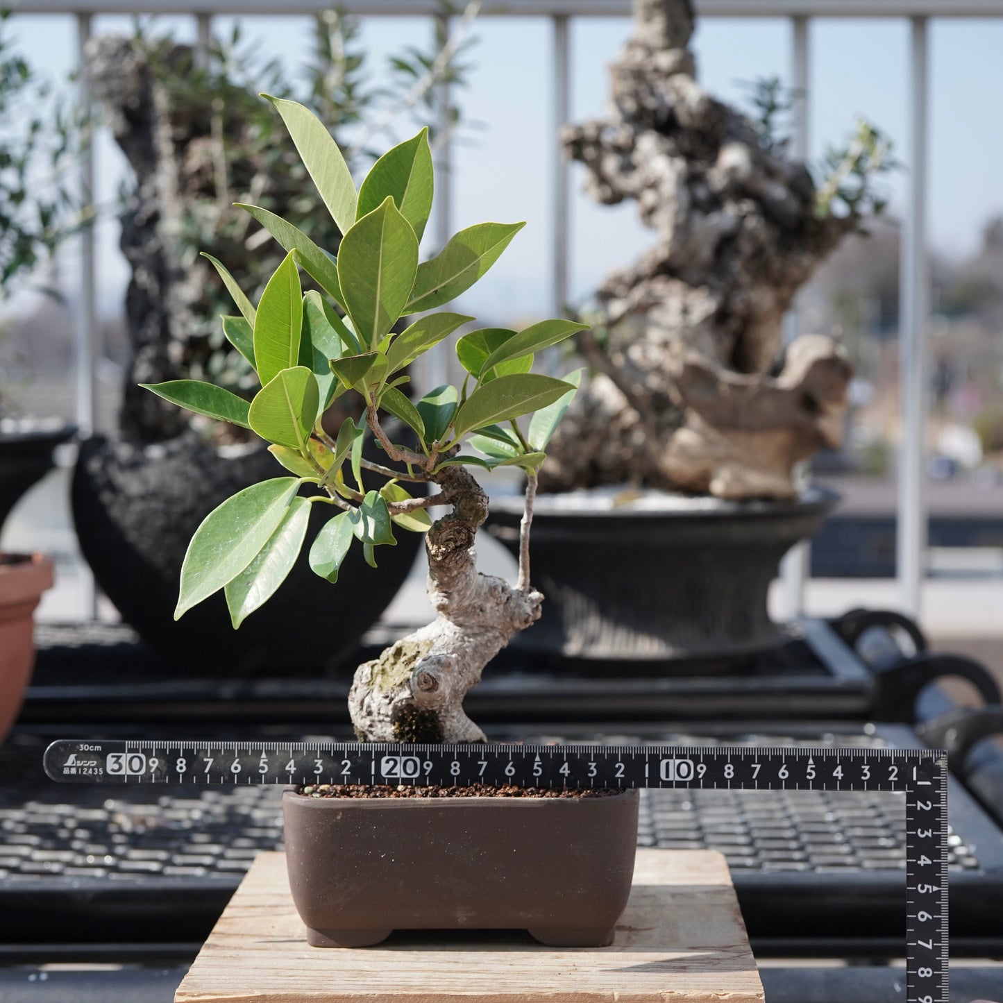 Ficus microcarpa（ガジュマル）No.4
