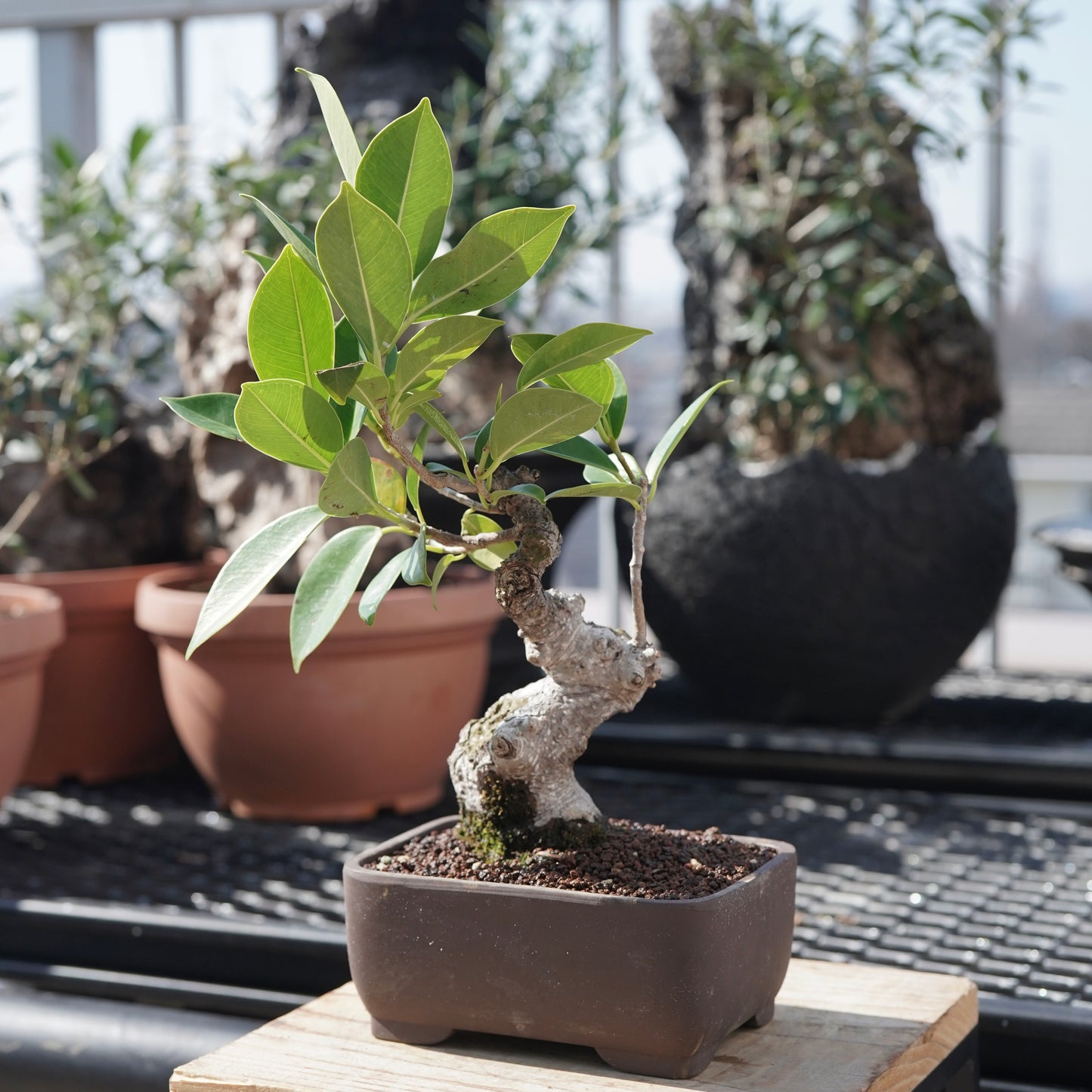 Ficus microcarpa（ガジュマル）No.4