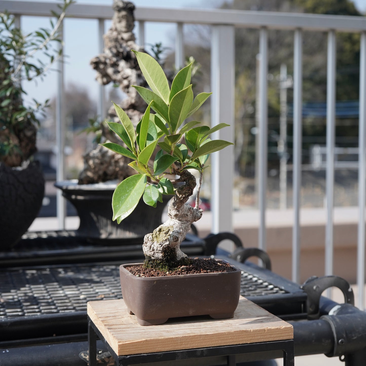 Ficus microcarpa（ガジュマル）No.4