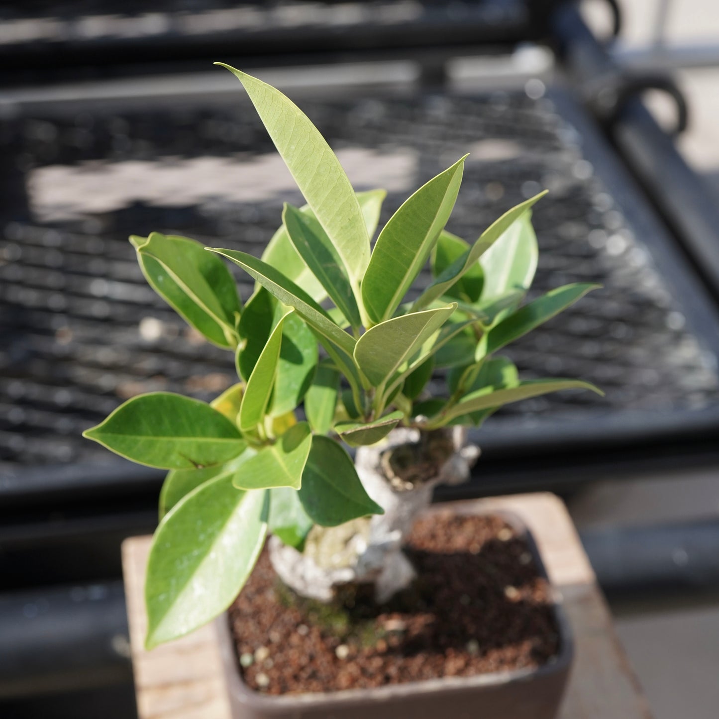 Ficus microcarpa（ガジュマル）No.4