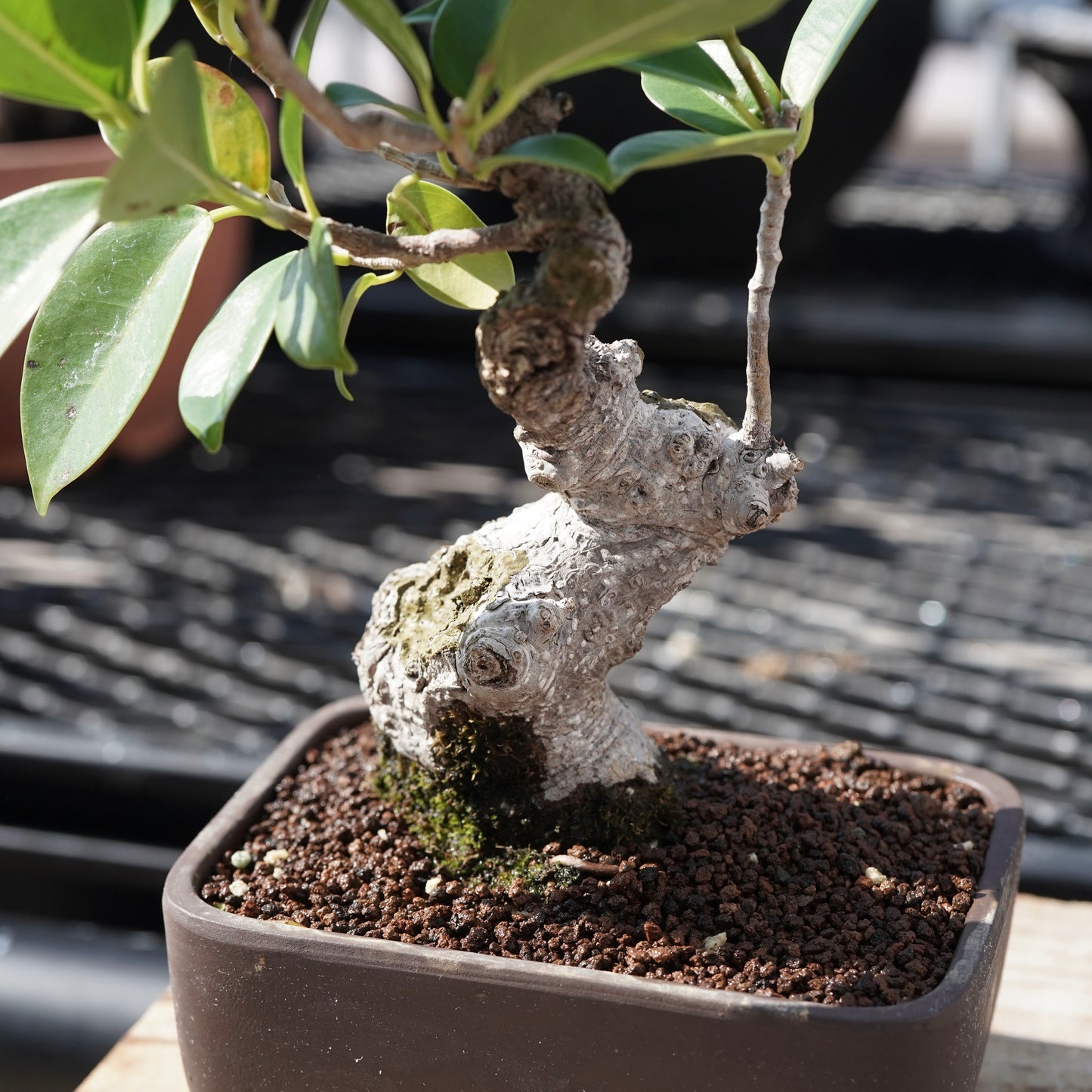 Ficus microcarpa（ガジュマル）No.4
