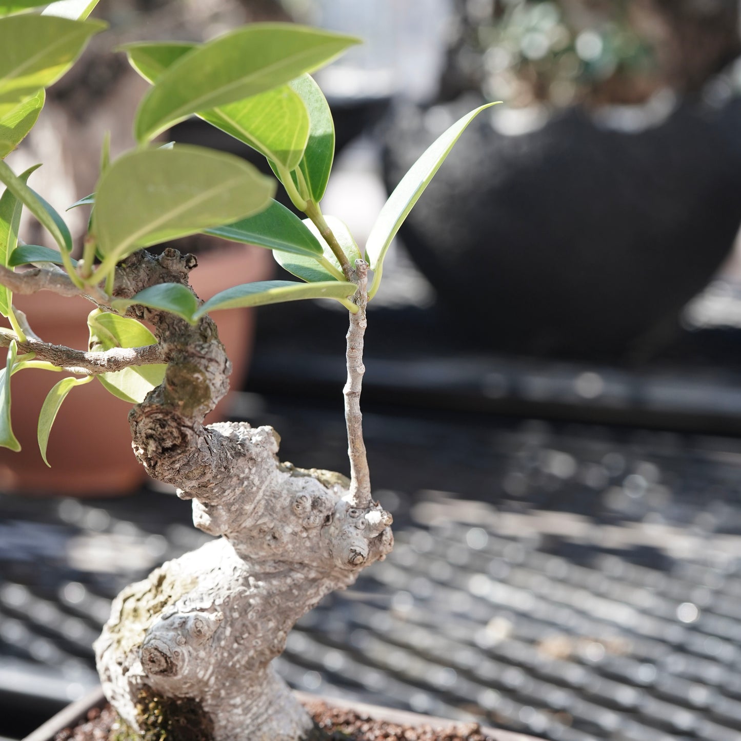 Ficus microcarpa（ガジュマル）No.4