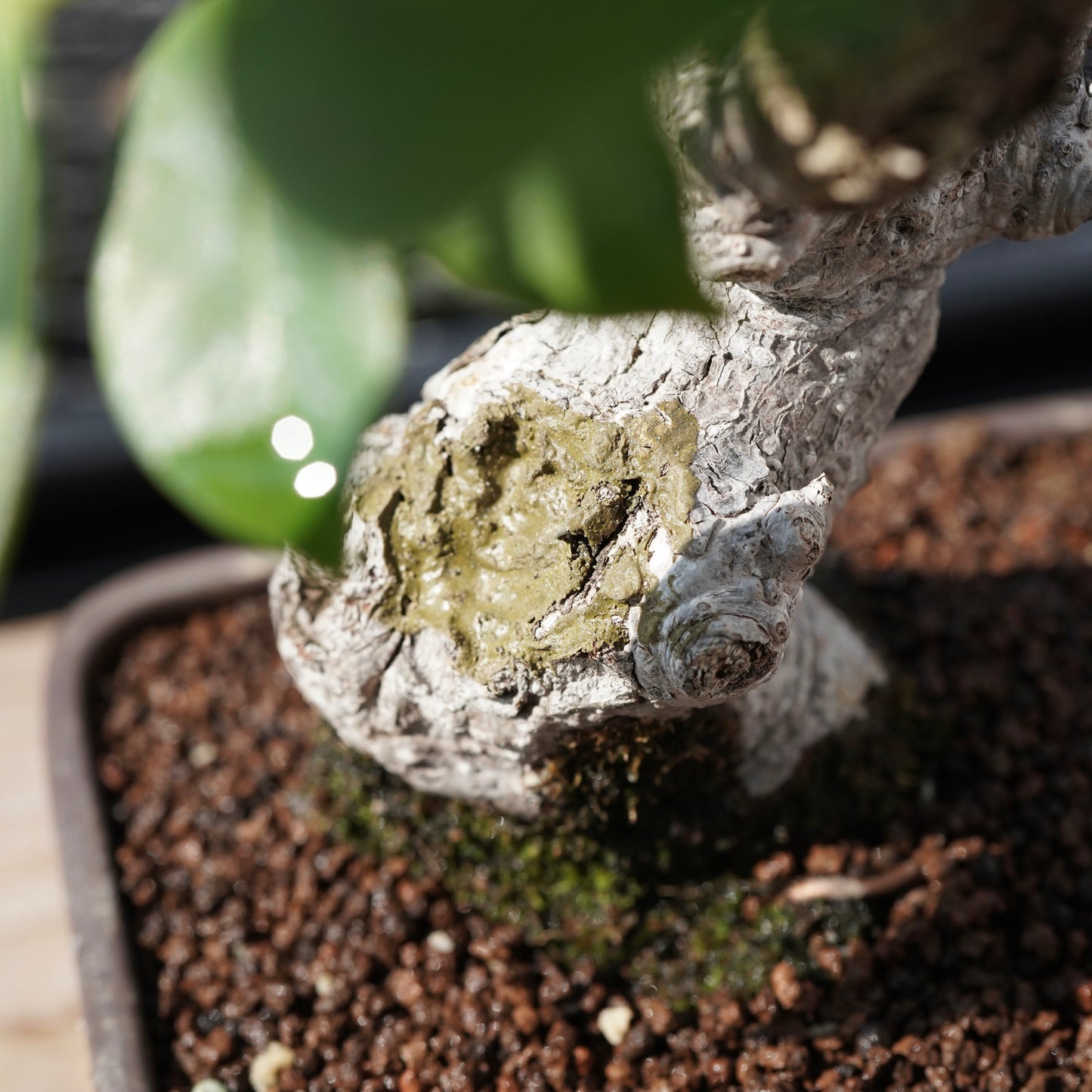 Ficus microcarpa（ガジュマル）No.4