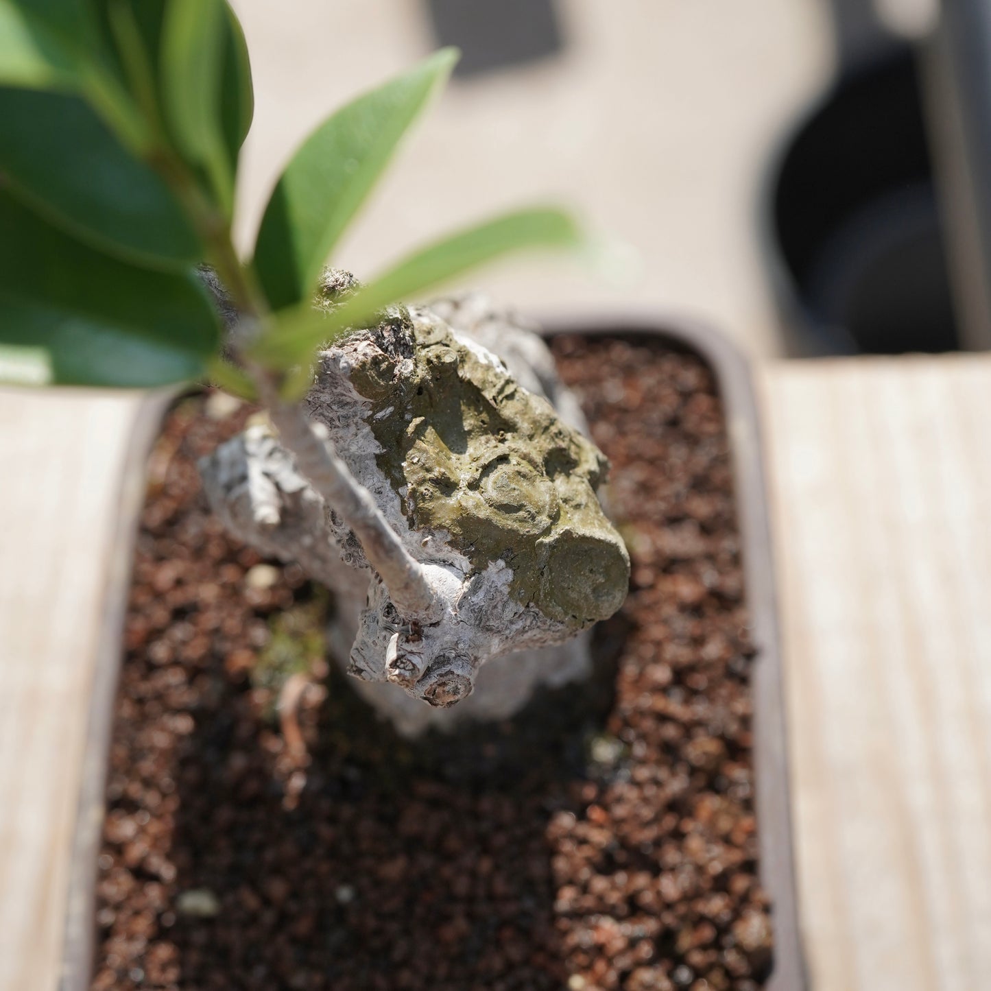 Ficus microcarpa（ガジュマル）No.4