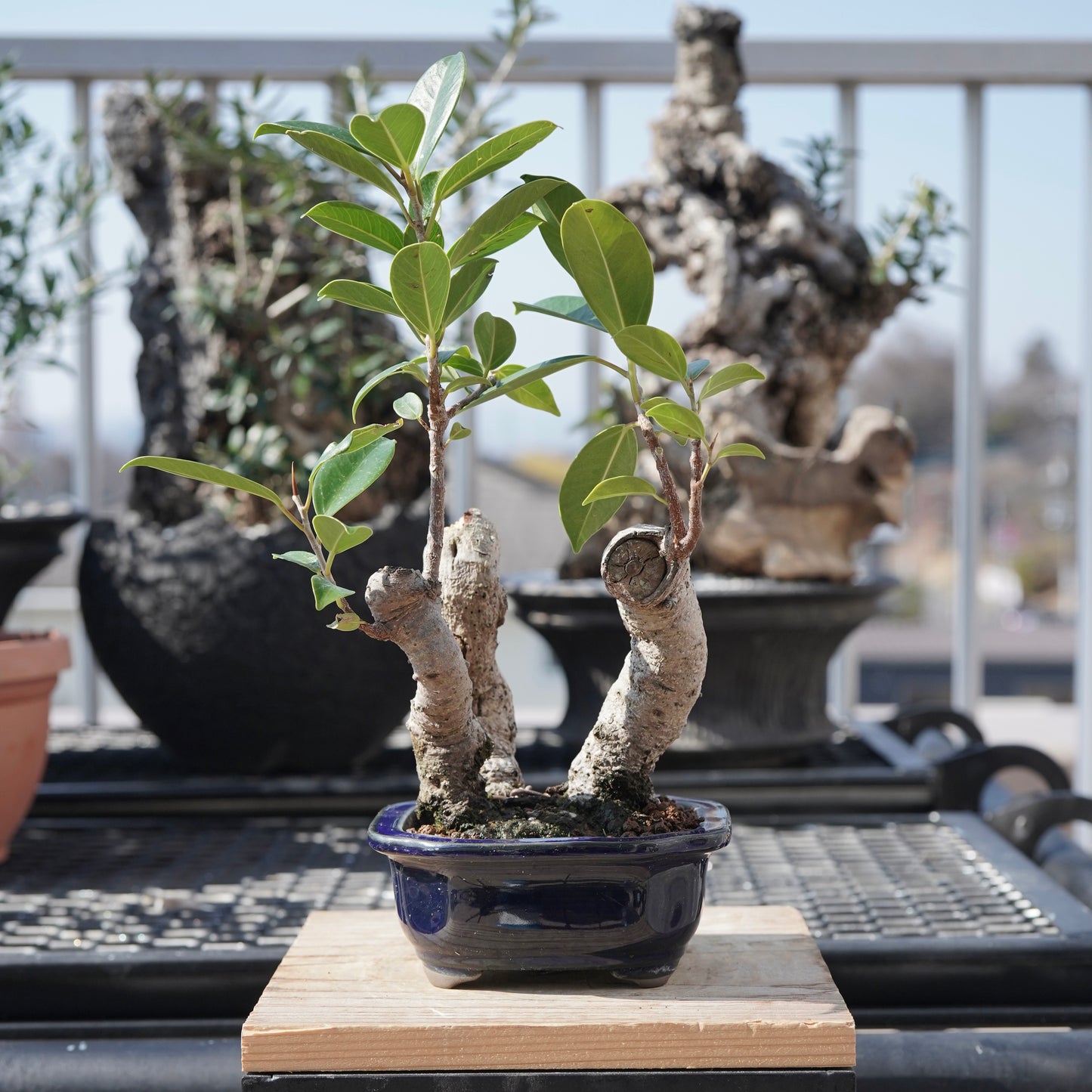 Ficus microcarpa（ガジュマル）No.5