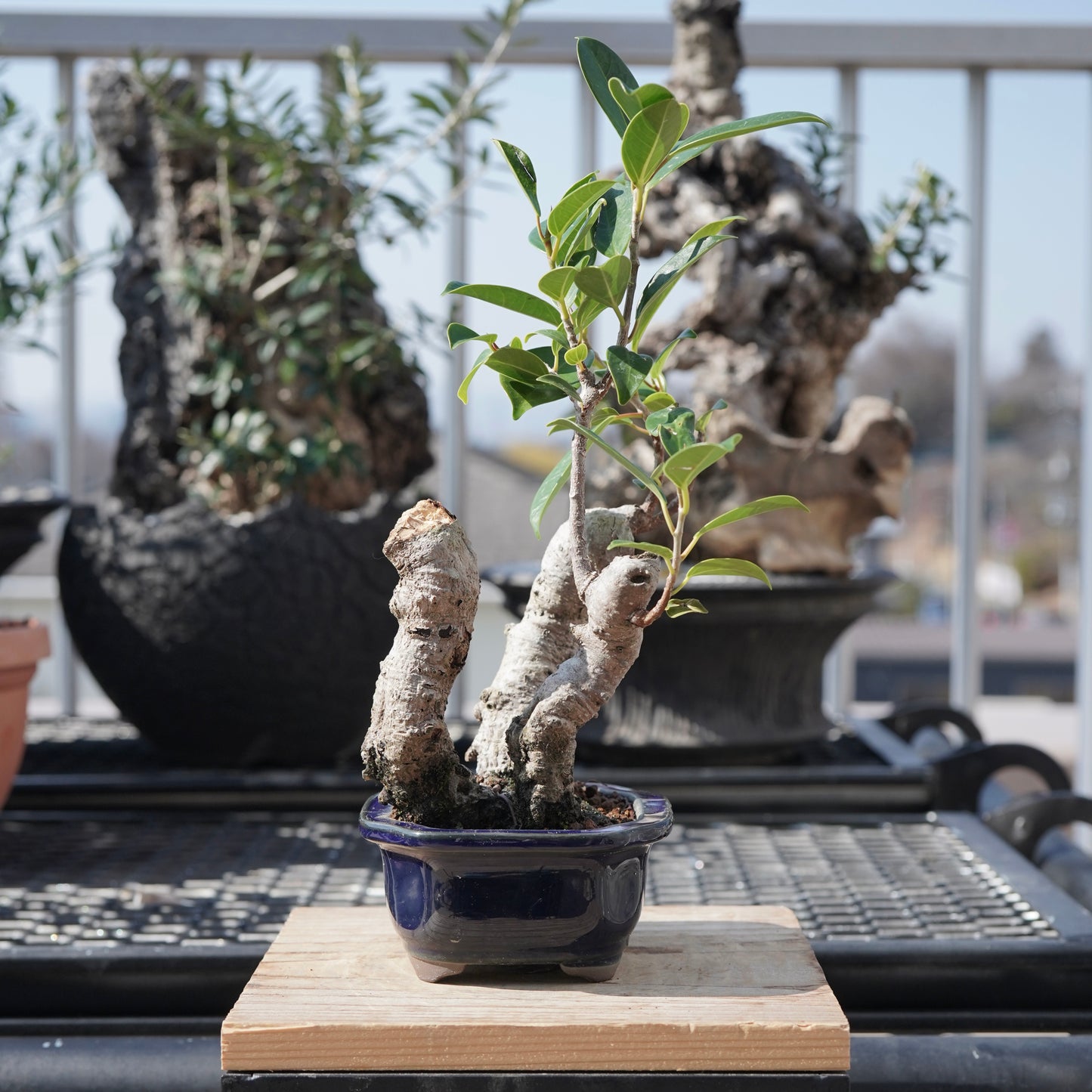 Ficus microcarpa（ガジュマル）No.5