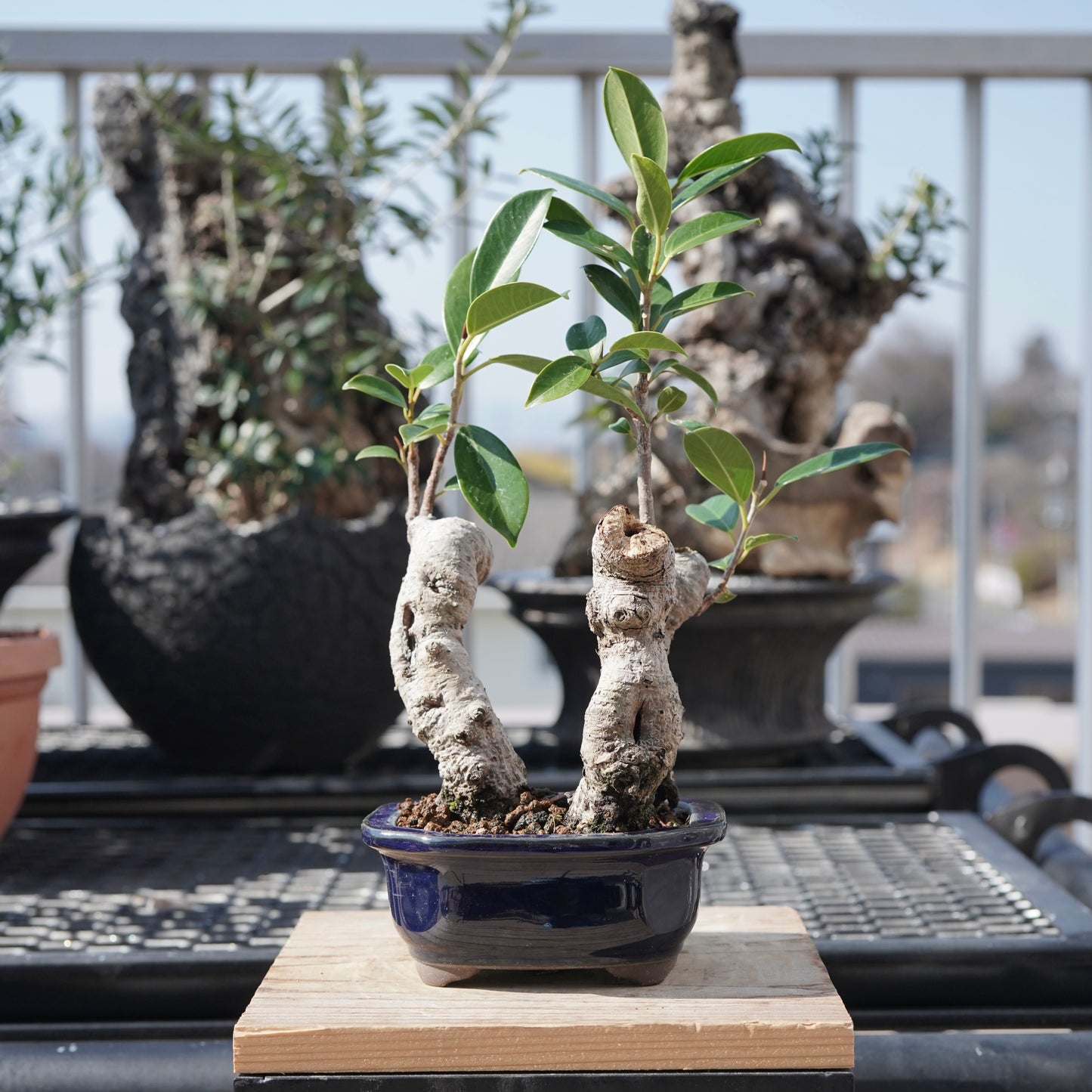 Ficus microcarpa（ガジュマル）No.5