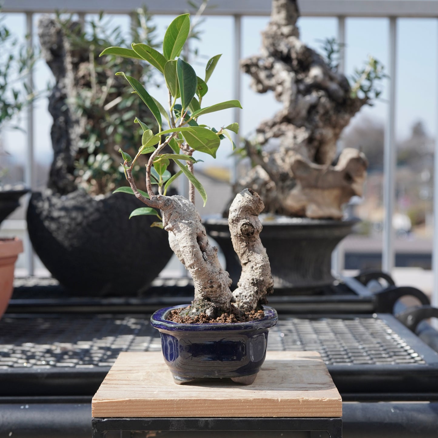 Ficus microcarpa（ガジュマル）No.5