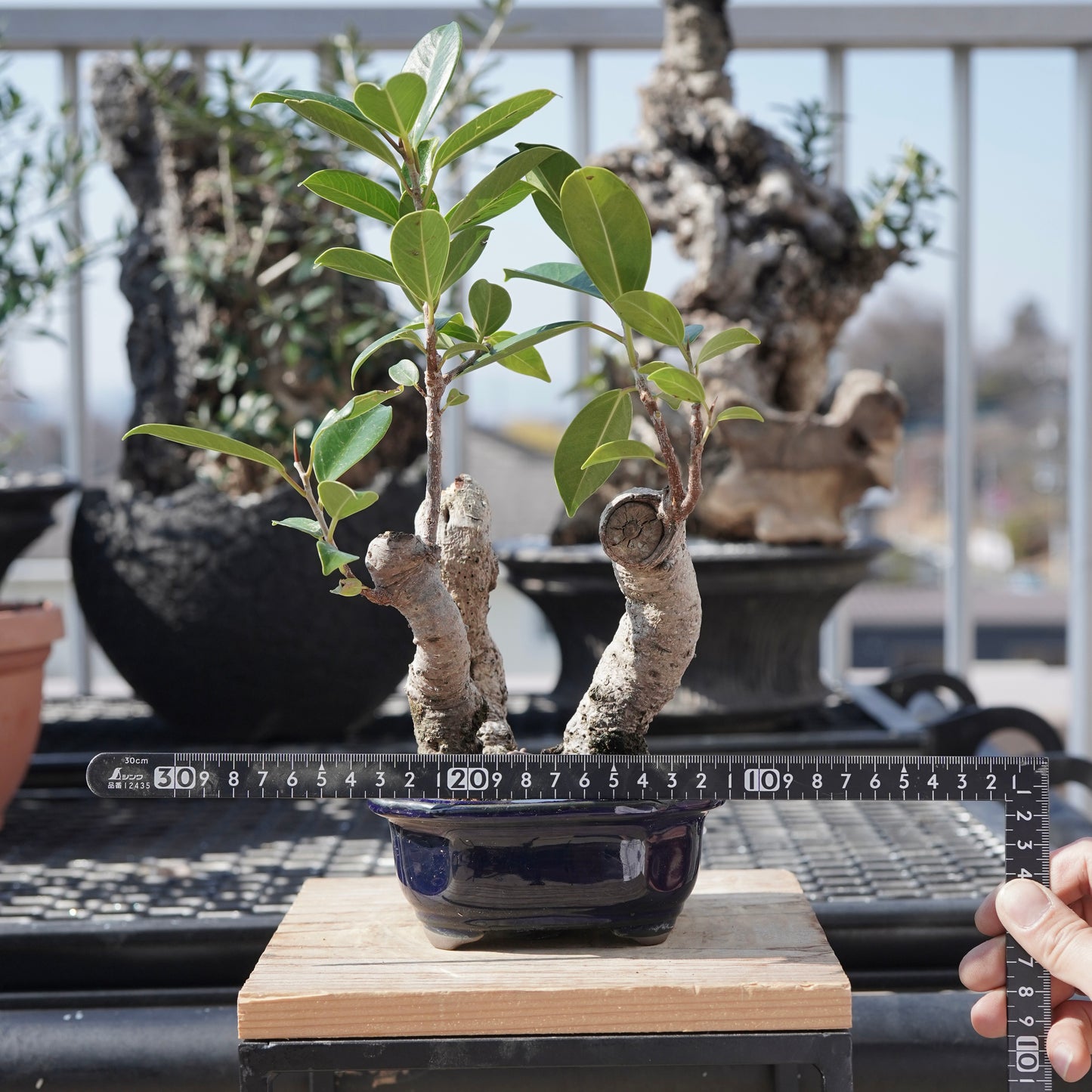 Ficus microcarpa（ガジュマル）No.5