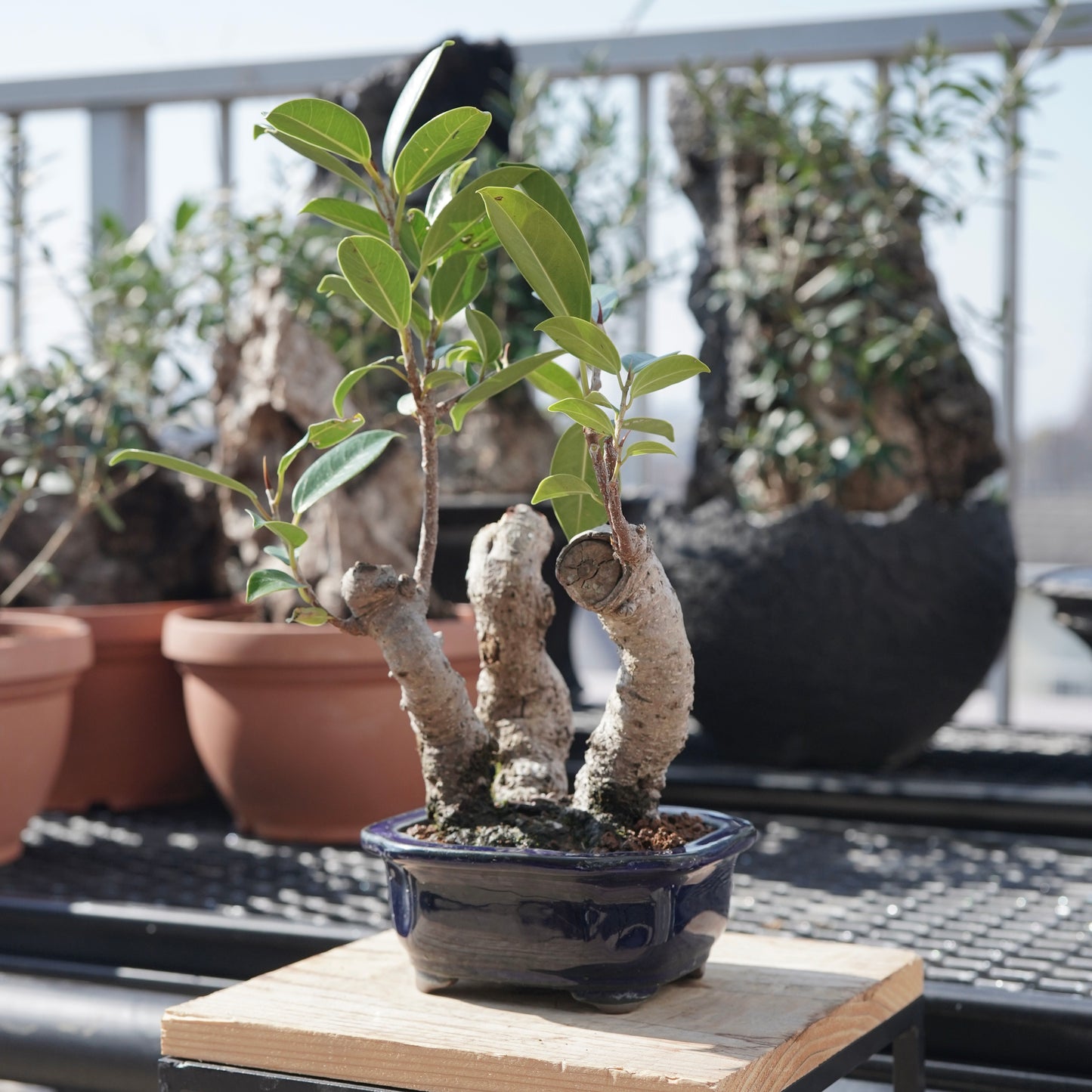 Ficus microcarpa（ガジュマル）No.5