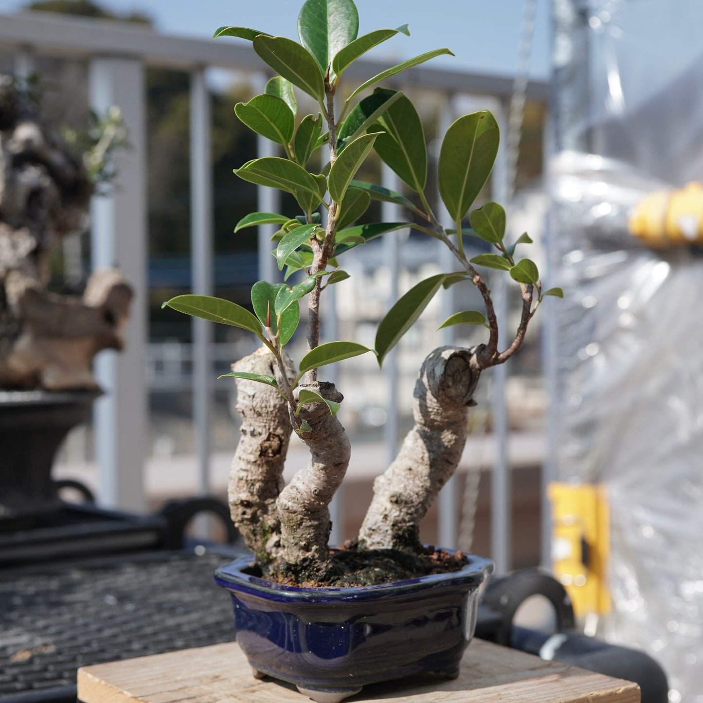 Ficus microcarpa（ガジュマル）No.5