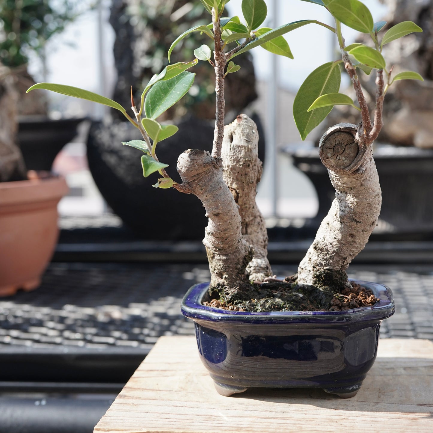 Ficus microcarpa（ガジュマル）No.5