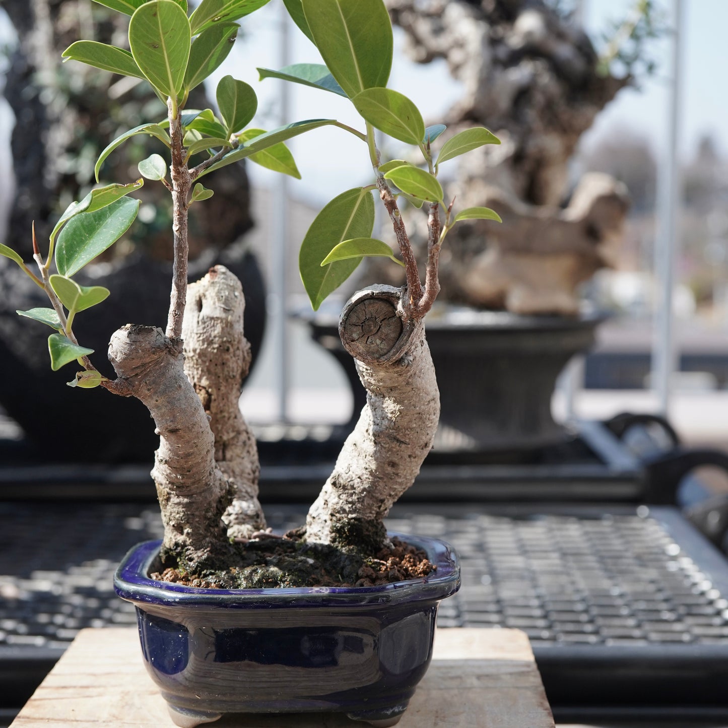 Ficus microcarpa（ガジュマル）No.5
