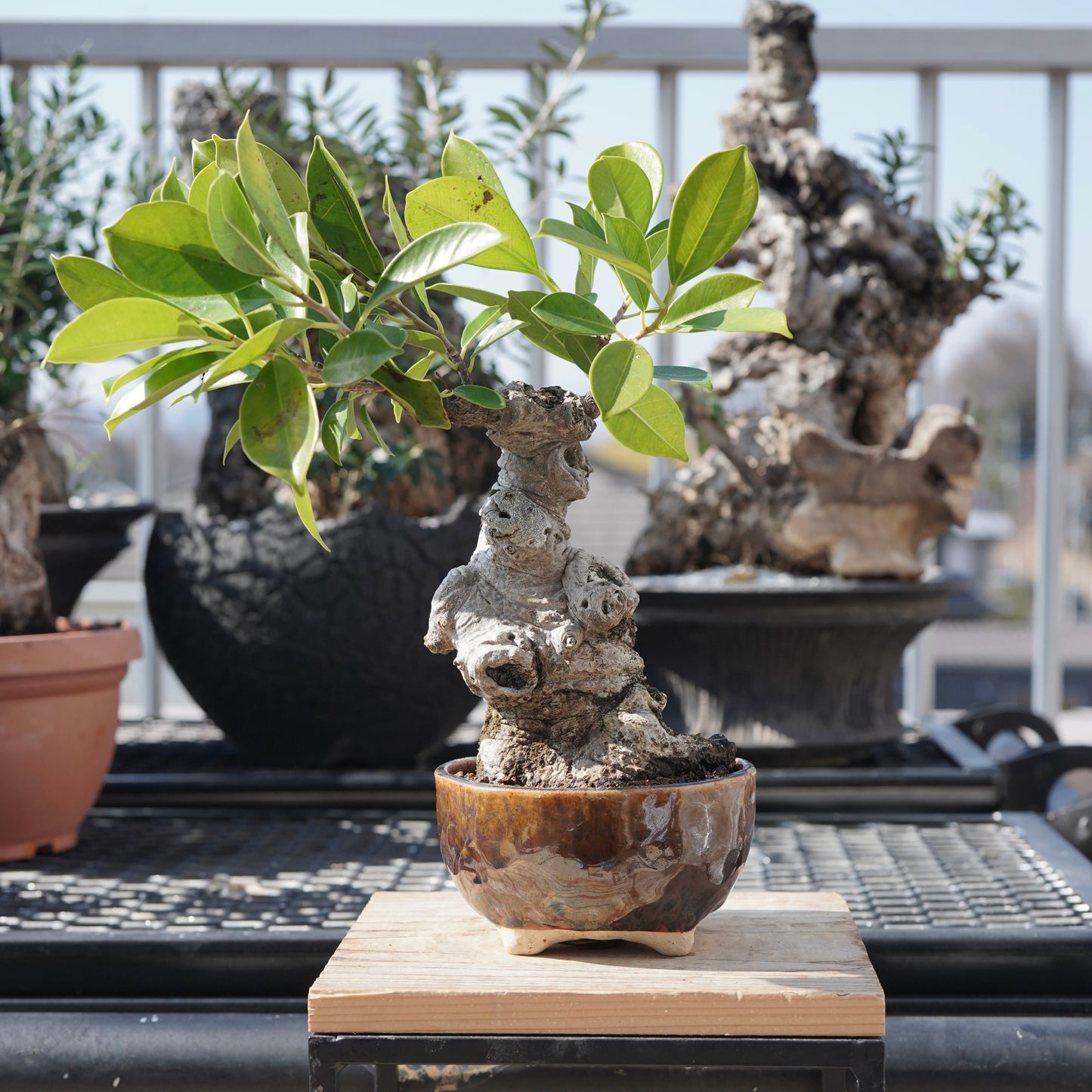 Ficus microcarpa（ガジュマル）No.6