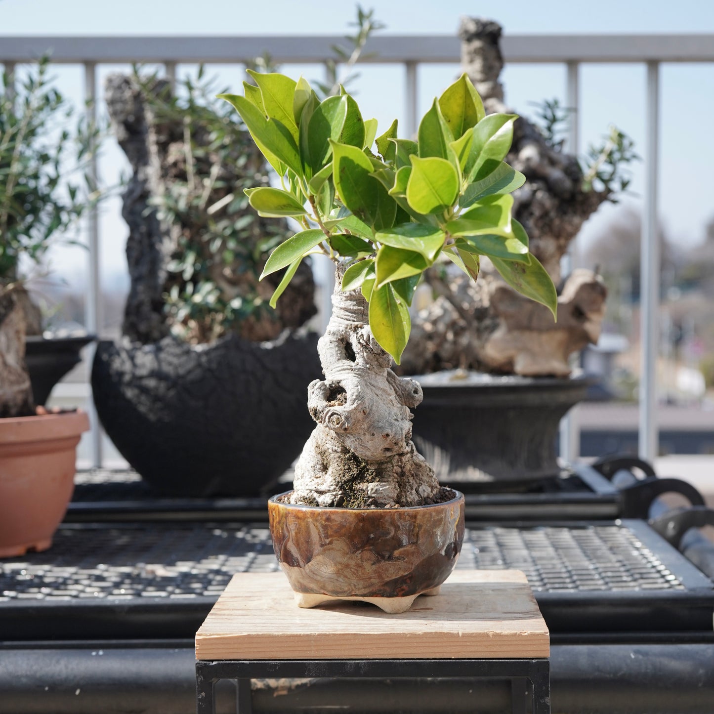 Ficus microcarpa（ガジュマル）No.6