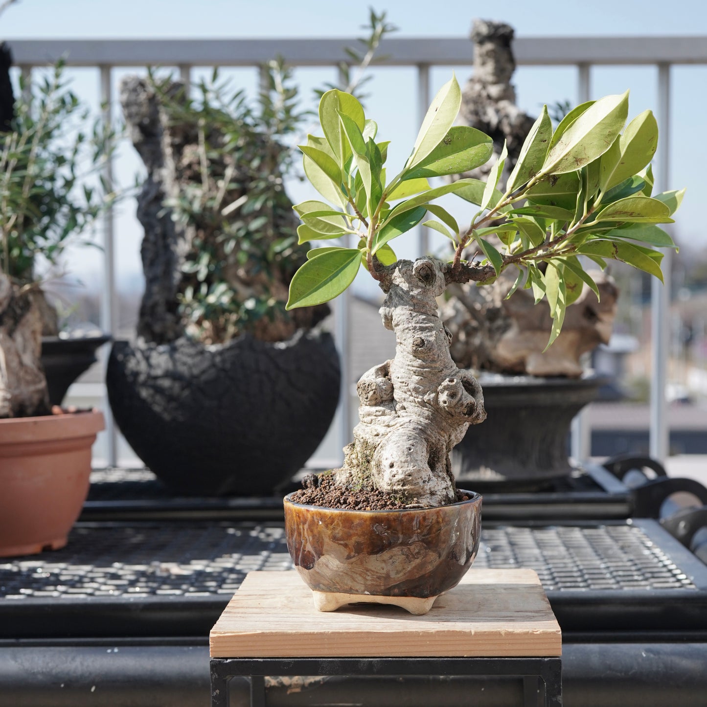 Ficus microcarpa（ガジュマル）No.6