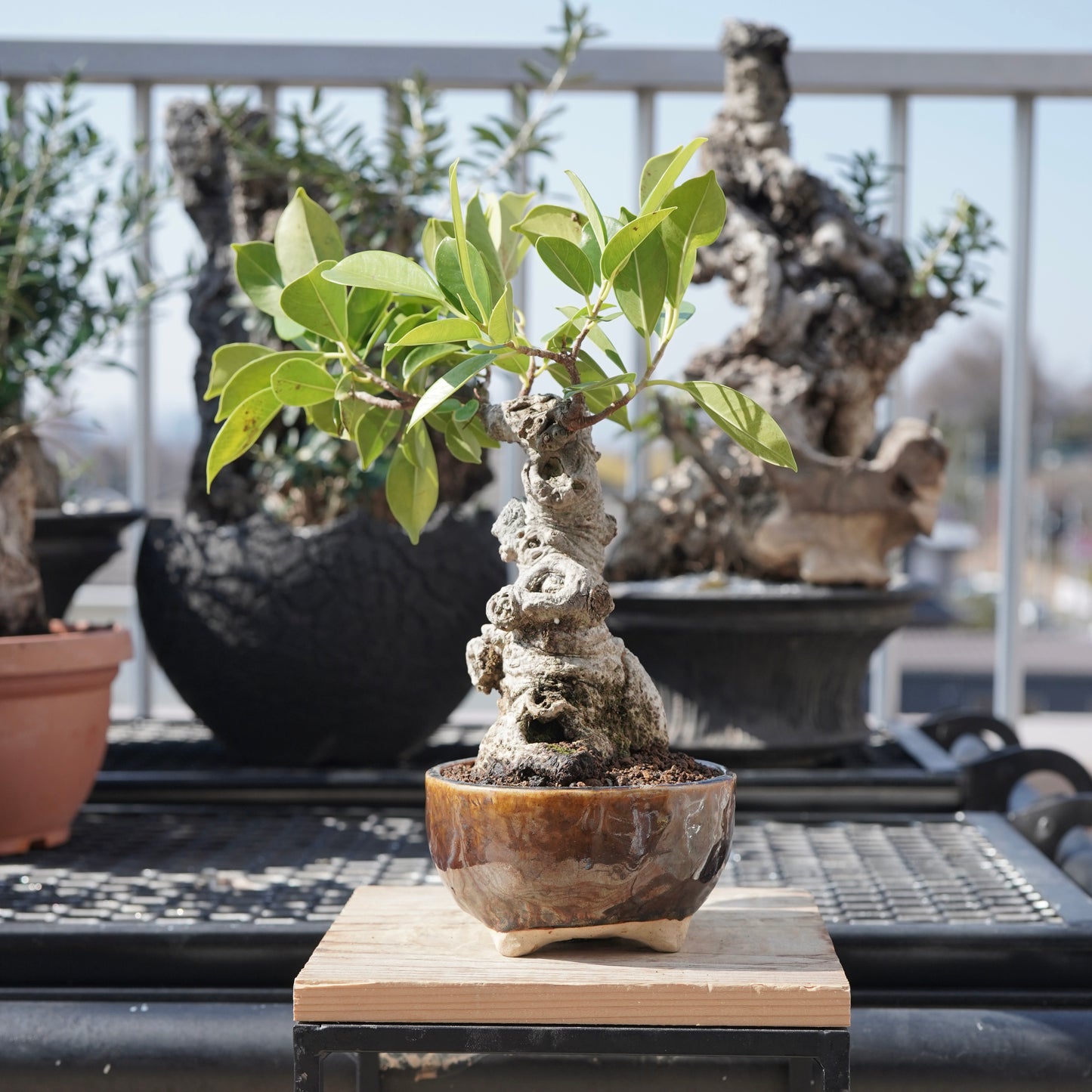 Ficus microcarpa（ガジュマル）No.6