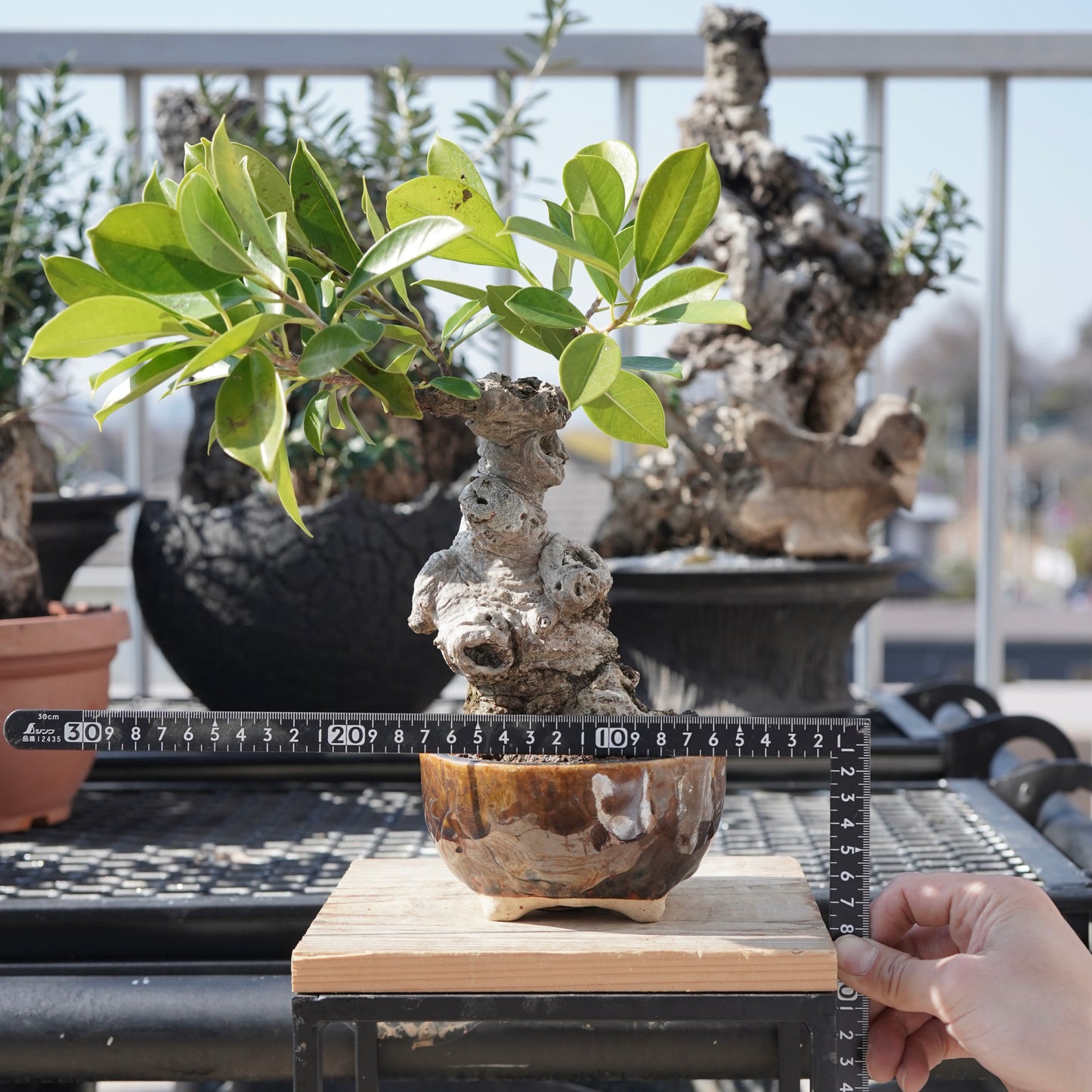 Ficus microcarpa（ガジュマル）No.6
