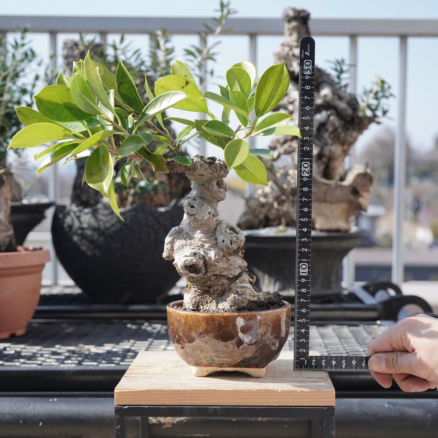 Ficus microcarpa（ガジュマル）No.6