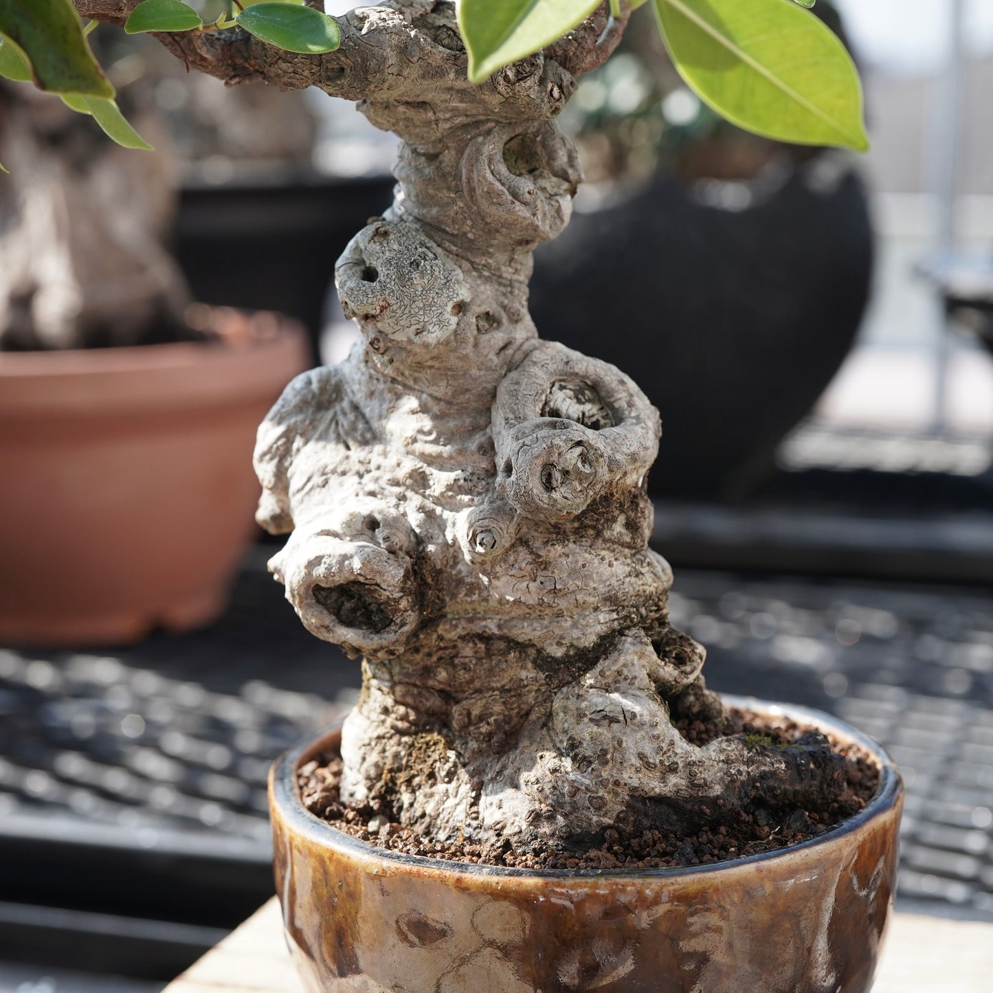 Ficus microcarpa（ガジュマル）No.6